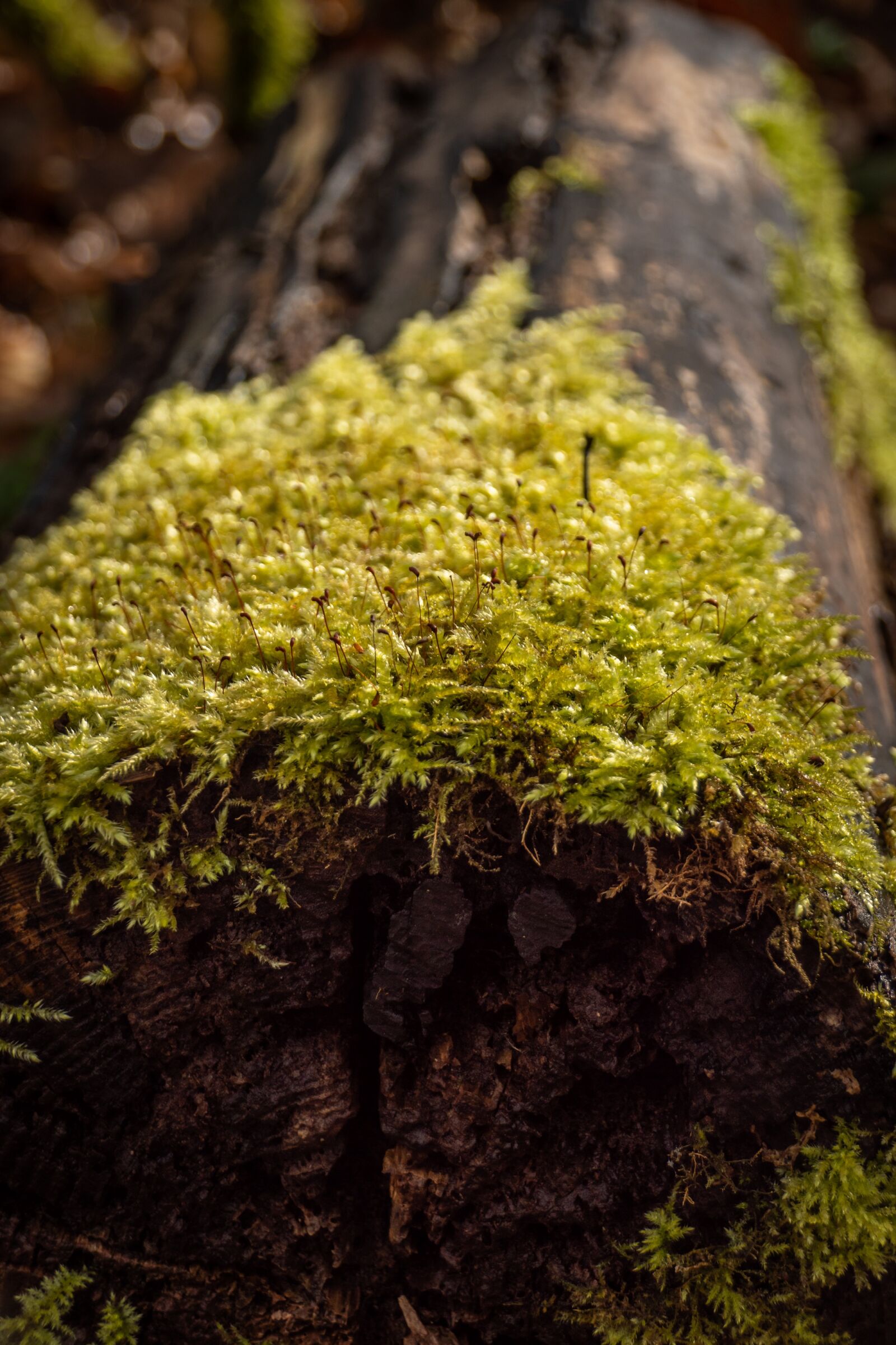 Sony SLT-A68 + Sony DT 18-250mm F3.5-6.3 sample photo. Moss, tree trunk, forest photography