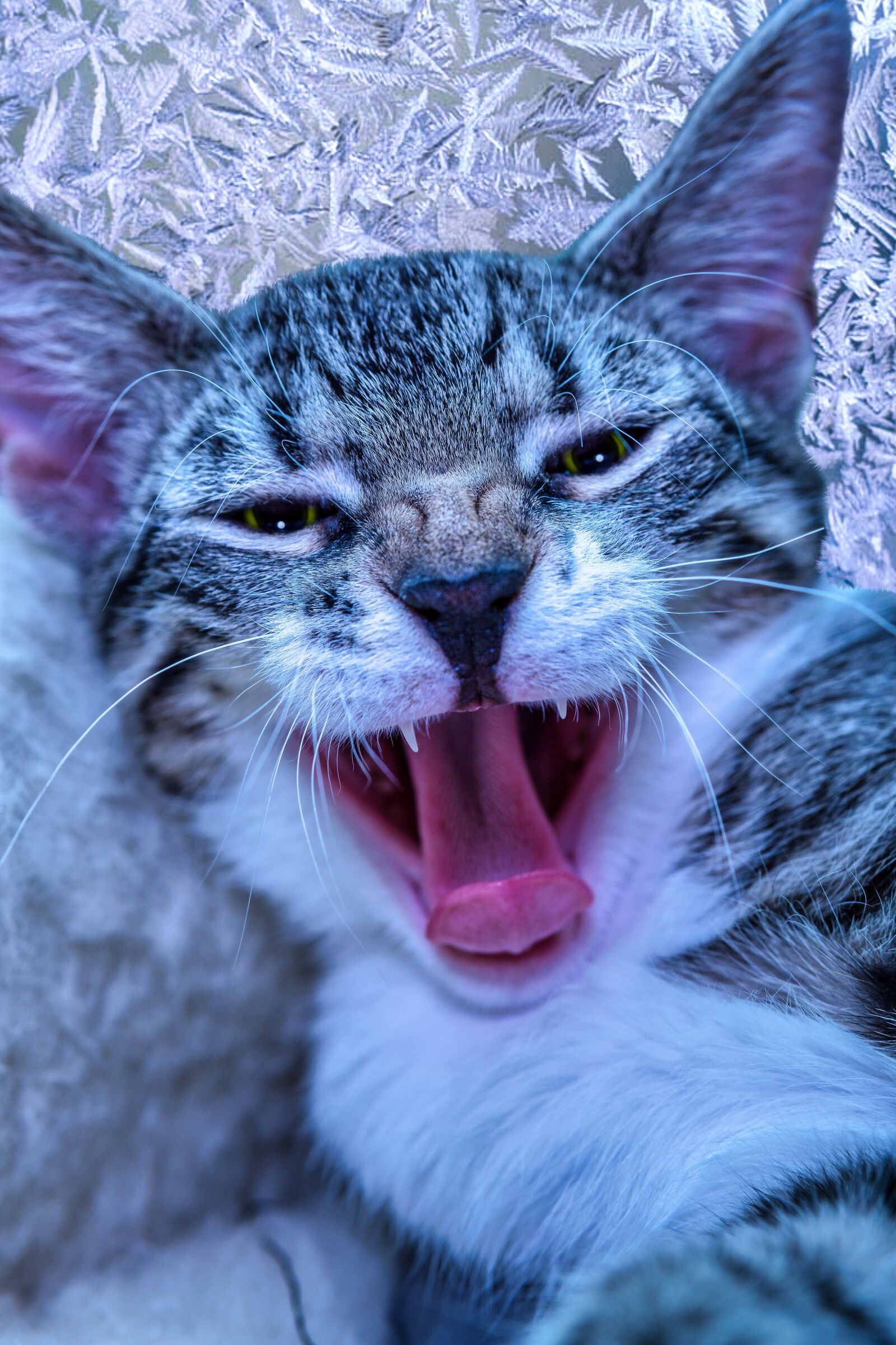 30mm F1.4 DC DN | Contemporary 016 sample photo. Cat, small, mackerel photography