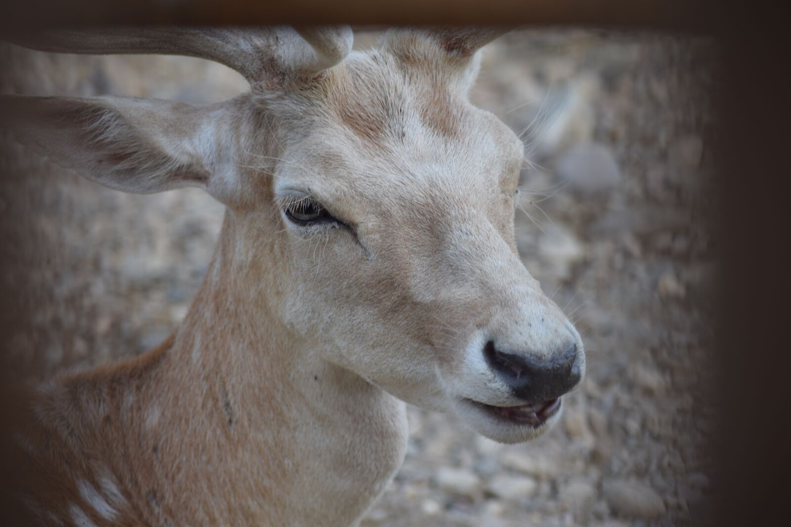 Nikon D3300 sample photo. Hirsch, antler, antler carrier photography