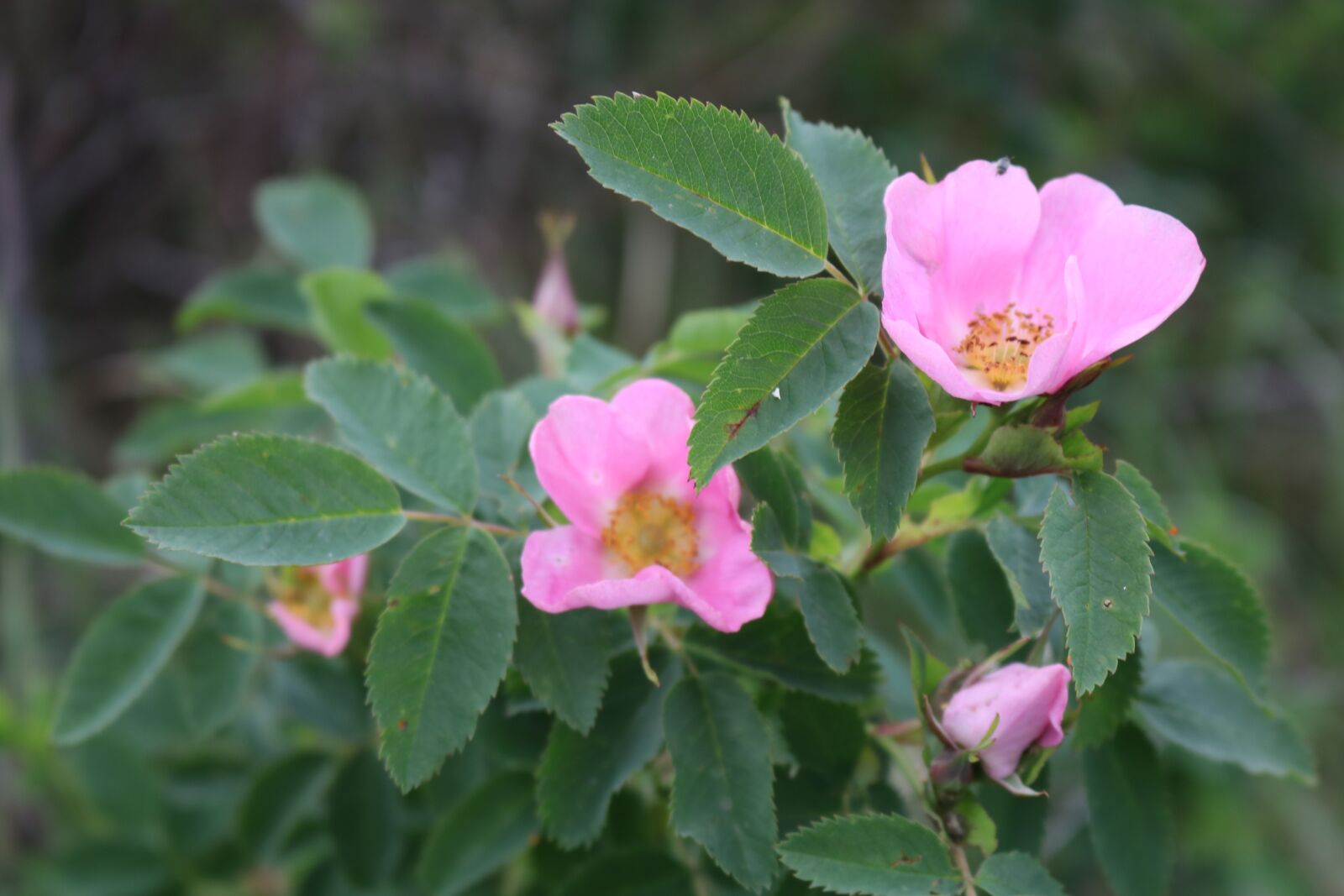 Canon EOS 750D (EOS Rebel T6i / EOS Kiss X8i) sample photo. Flowers, rose hip, pink photography