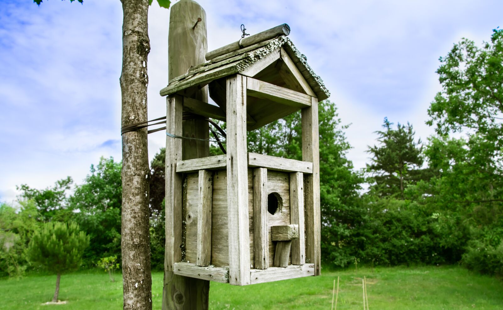 Nikon D5300 sample photo. Bird, box for birds photography