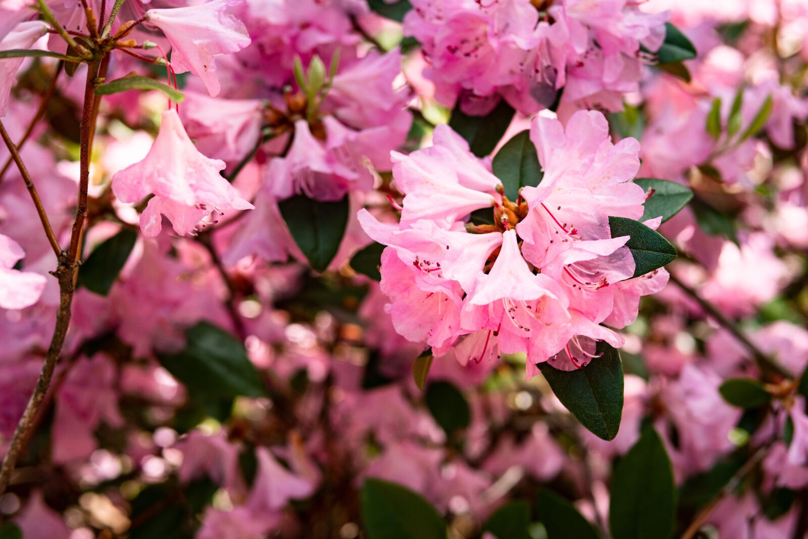 Panasonic Leica DG Summilux 25mm F1.4 II ASPH sample photo. Azalea, flower, garden photography