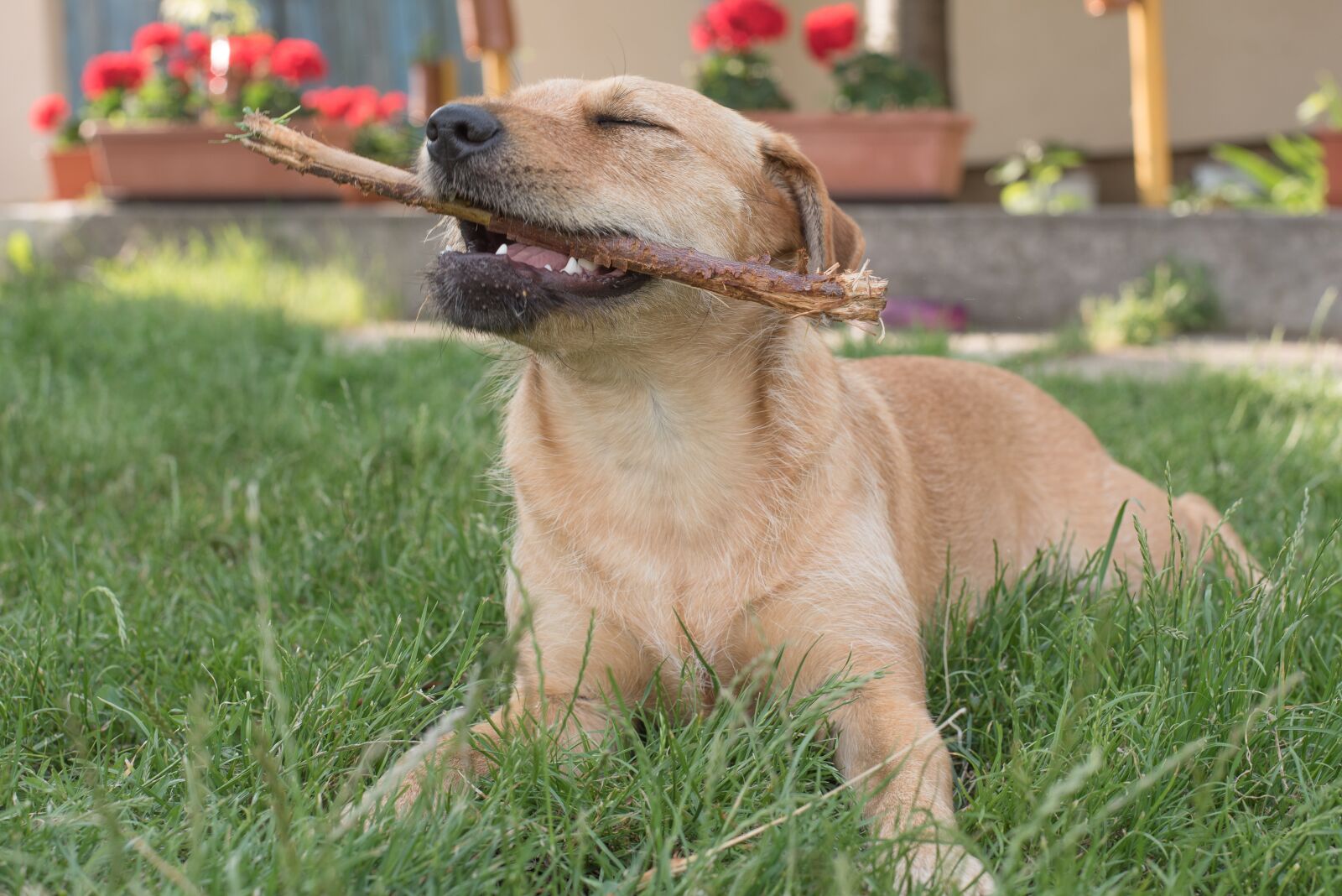 Nikon D750 sample photo. Dog, plays, chew photography