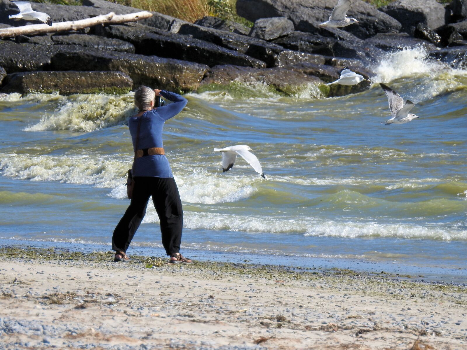 Nikon Coolpix P900 sample photo. Photographer, waves, seagull photography
