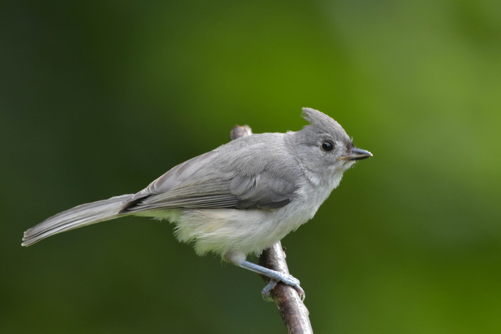 Nikon D3400 sample photo. Tufted titmouse, bokeh, full-profile photography