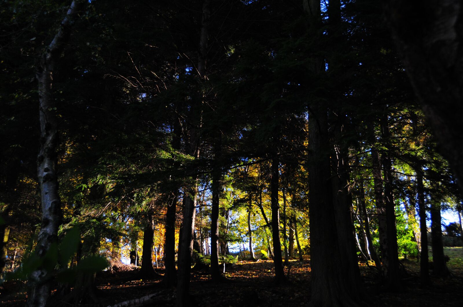 Nikon D300 sample photo. Forest, sunrise, sunset photography
