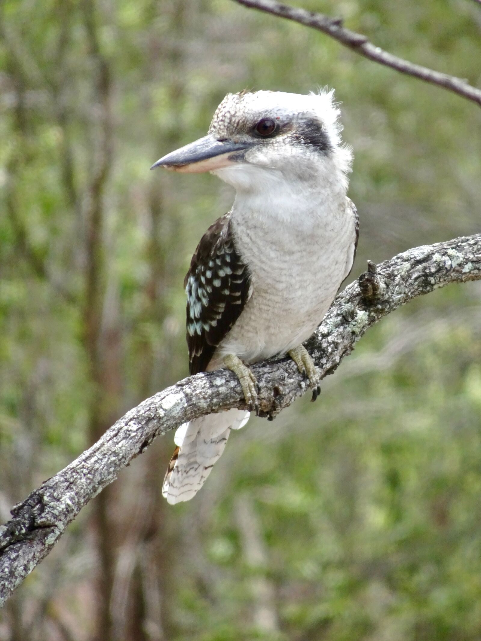 Sony Cyber-shot DSC-HX90V sample photo. Kookaburra, australia, kingfisher photography