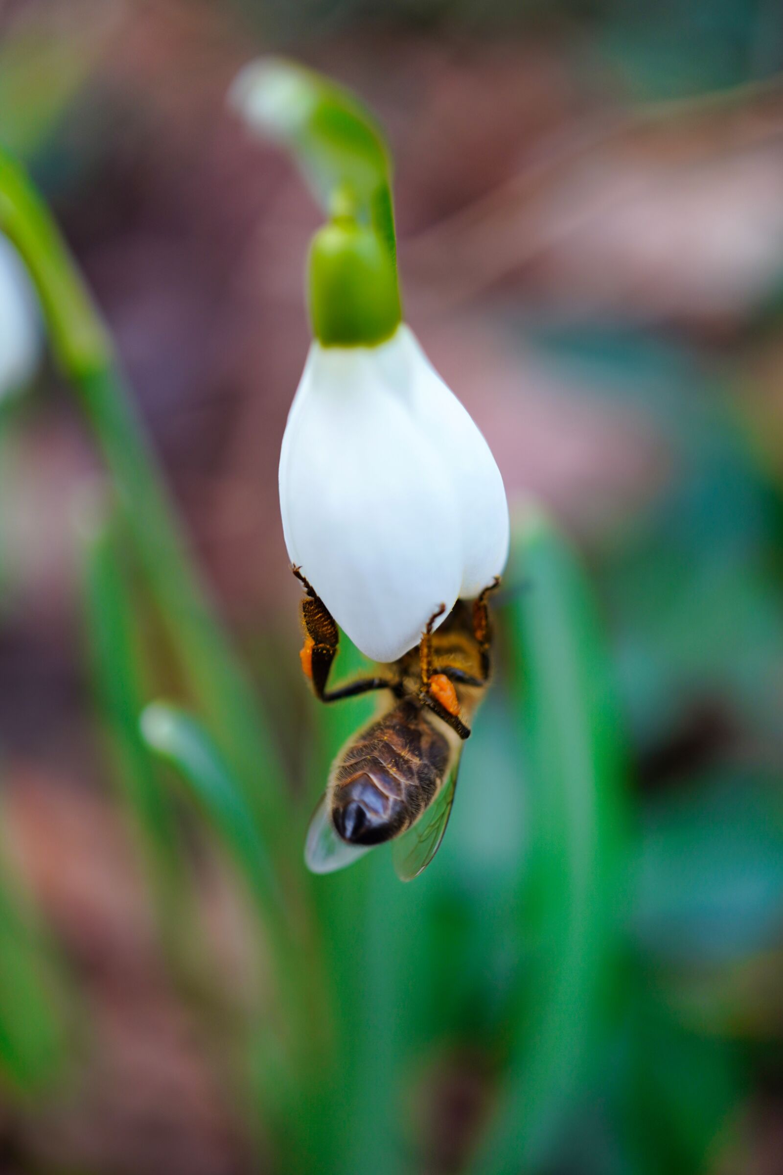Sony E 30mm F3.5 Macro sample photo. Bee, honey bee, insect photography