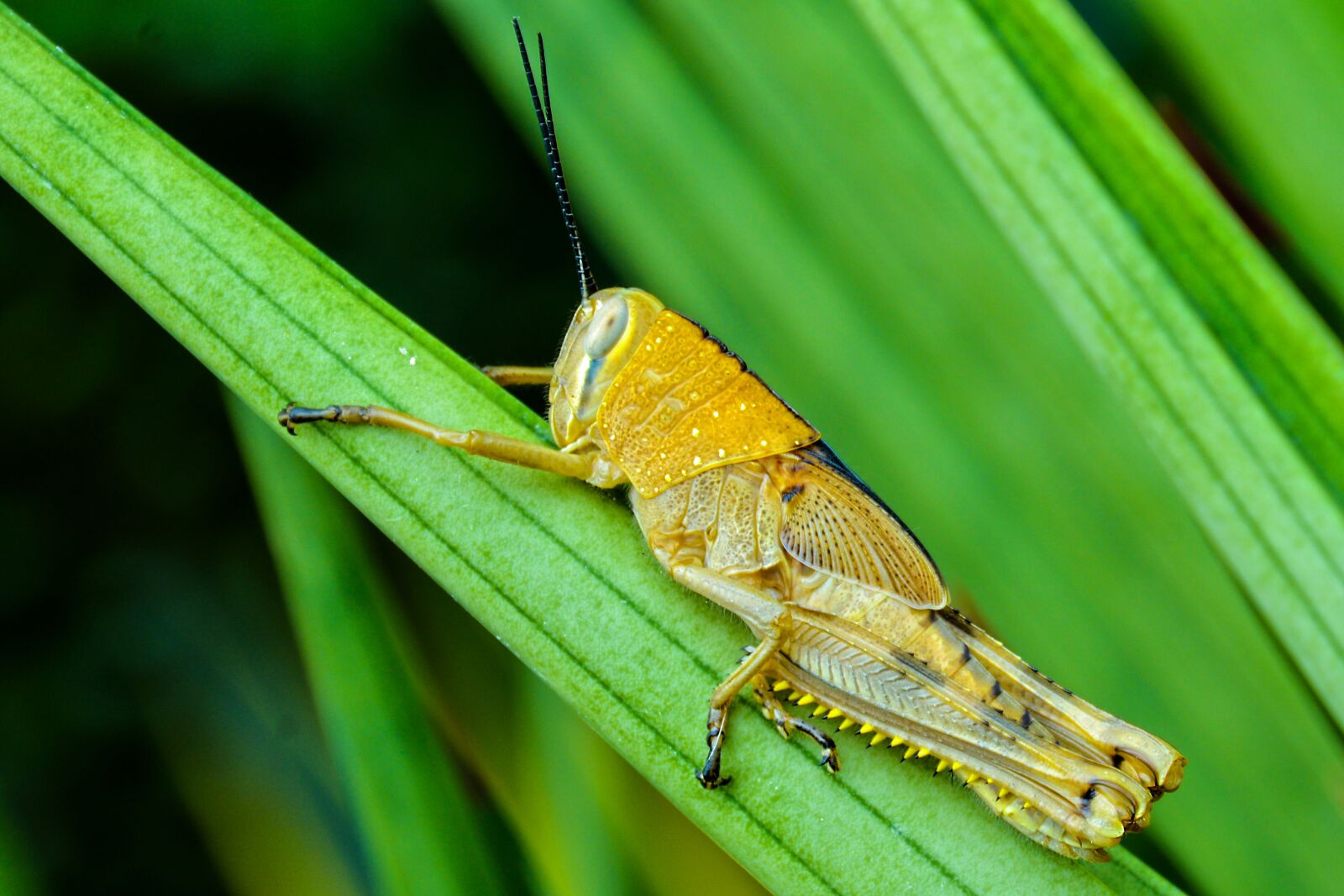 Nikon D7100 sample photo. Insect, paddy, green photography