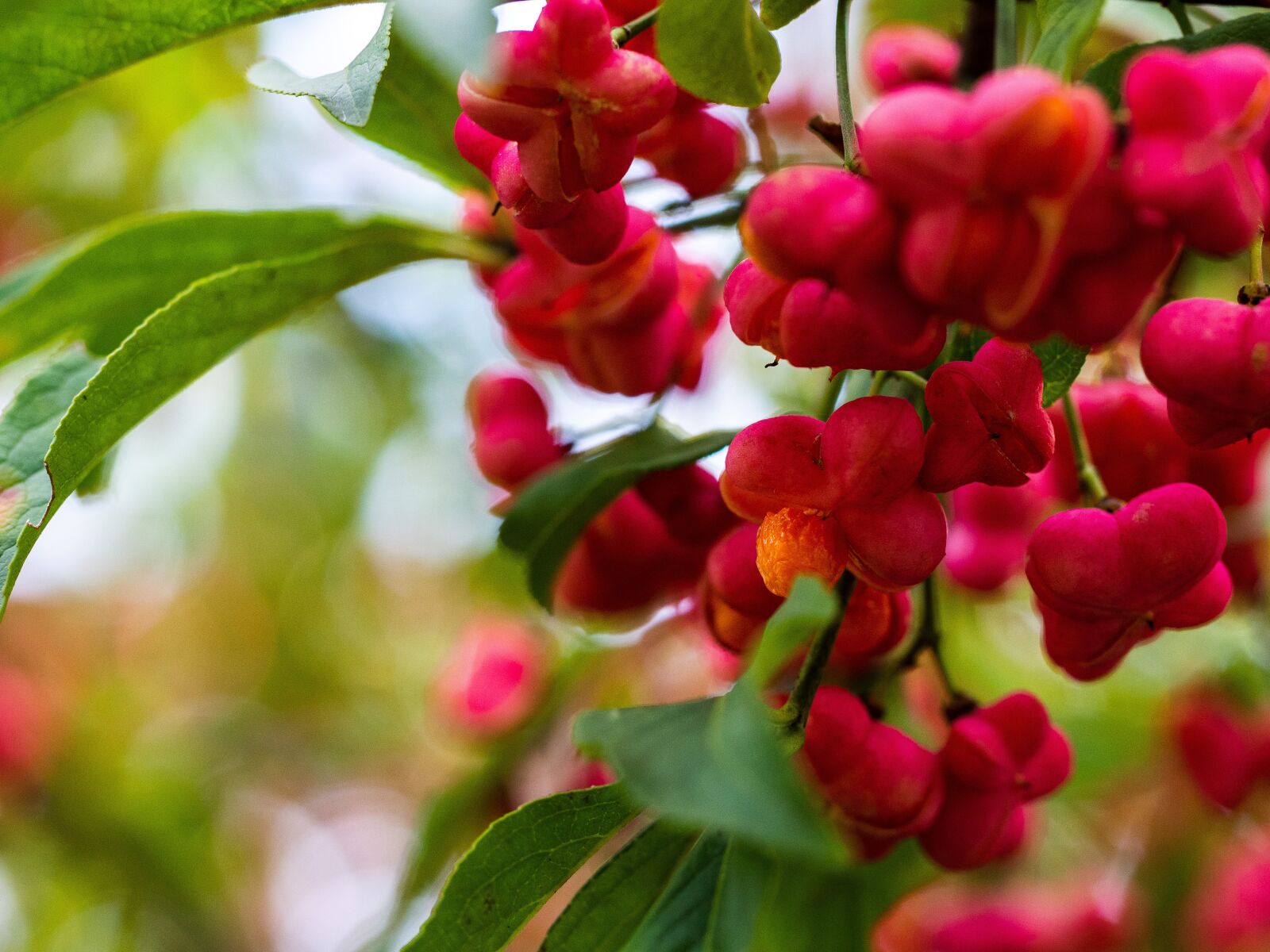 Olympus OM-D E-M10 III sample photo. Spindle, fruits, plant photography