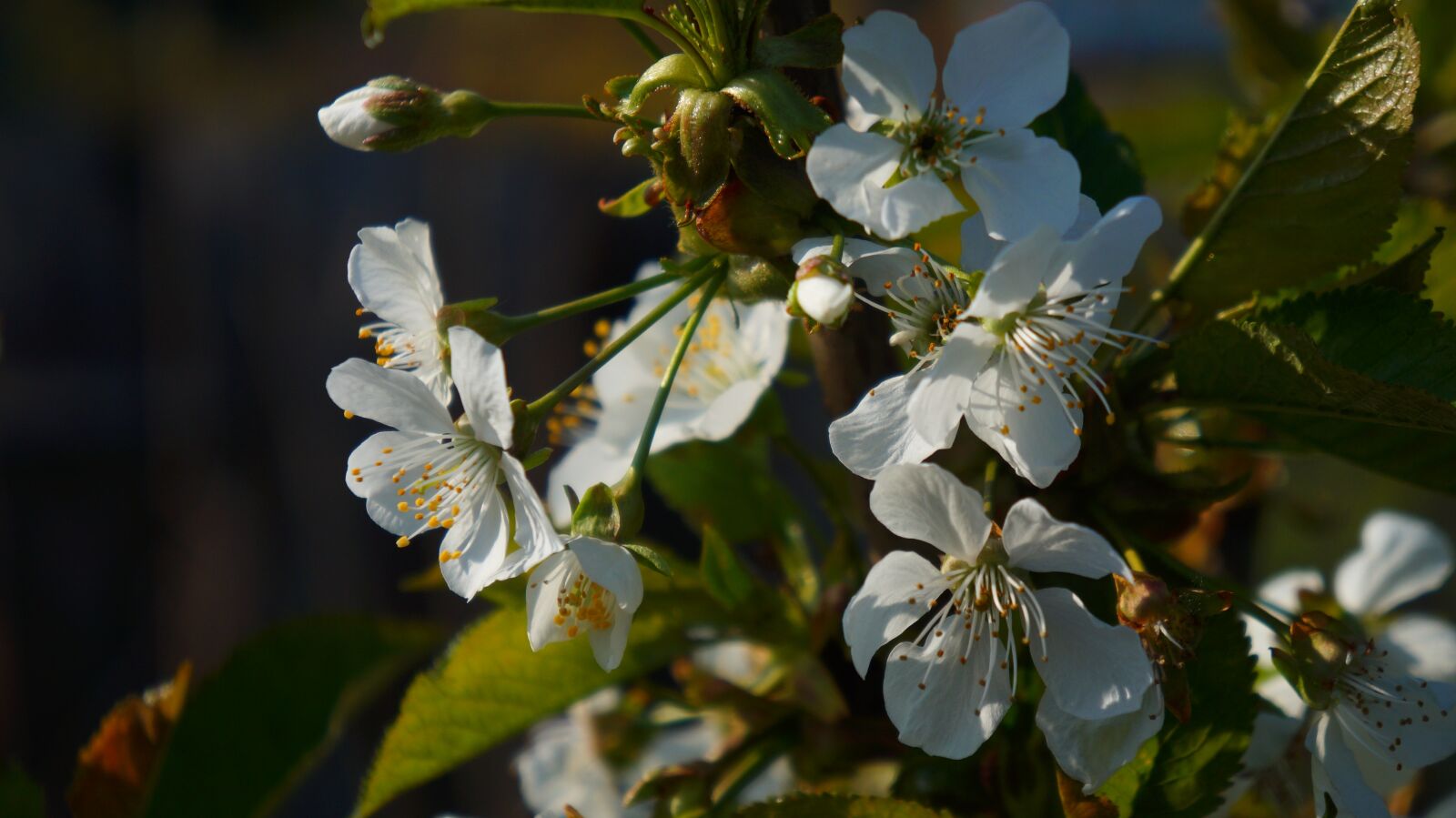 Sony Alpha a3000 + Sony E 18-55mm F3.5-5.6 OSS sample photo. Nature, tree, fruit photography