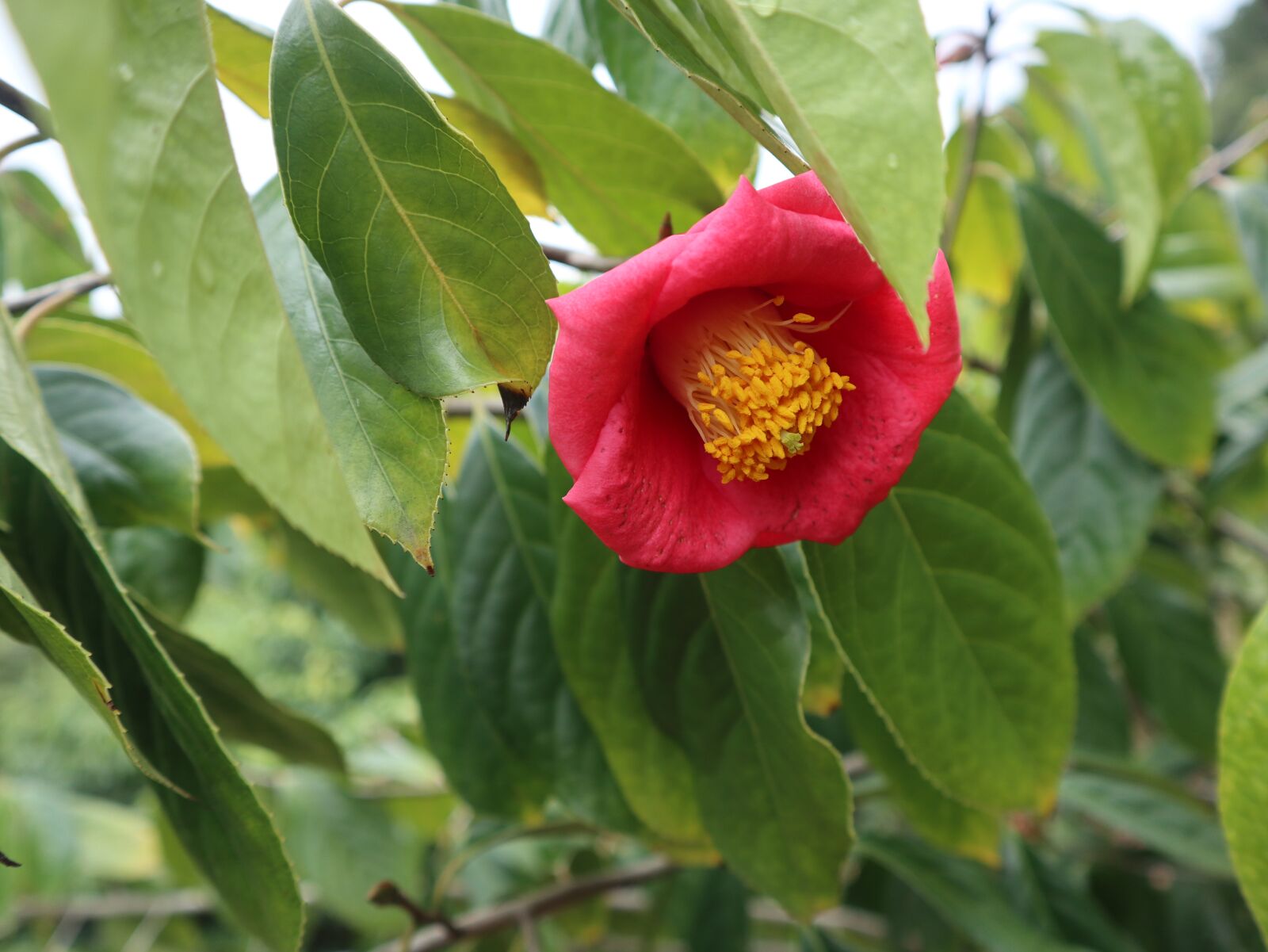 Canon EOS M100 + Canon EF-M 15-45mm F3.5-6.3 IS STM sample photo. Flower, camellia photography