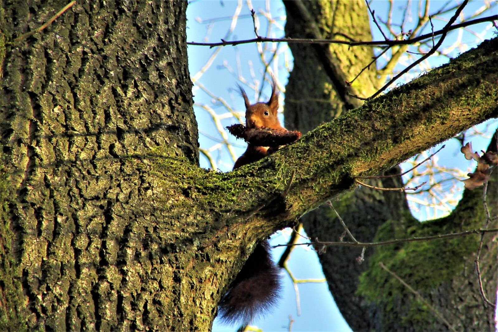 Canon PowerShot SX610 HS sample photo. Squirrel, tree, sparrenkegel photography
