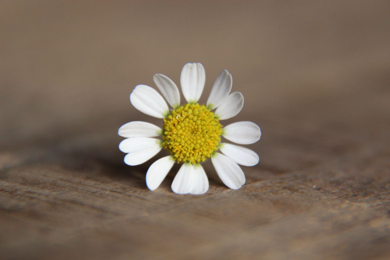 Canon EOS 1200D (EOS Rebel T5 / EOS Kiss X70 / EOS Hi) sample photo. Daisy, flower, blossom photography