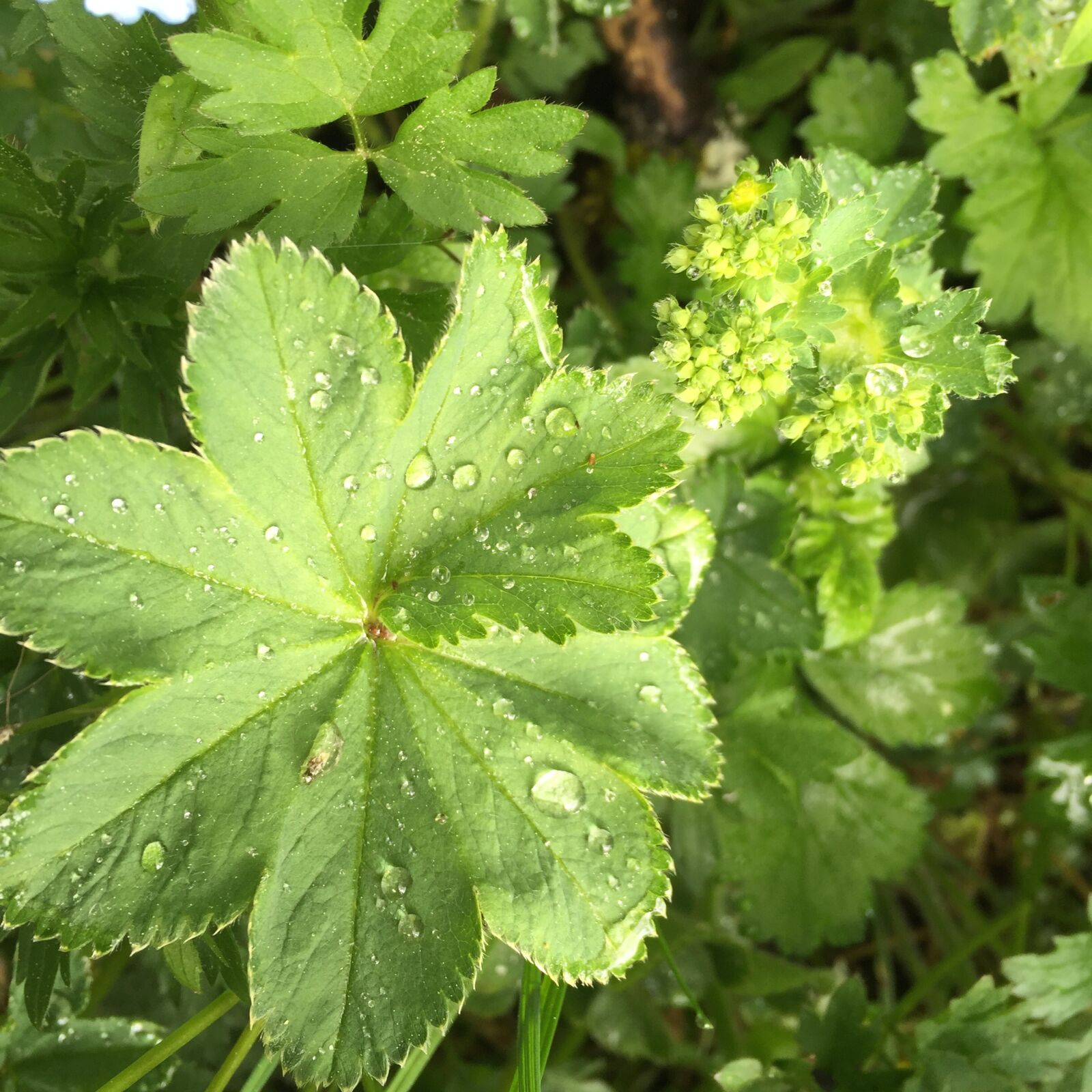 Apple iPhone 6 sample photo. Lady's mantle, dew, plant photography