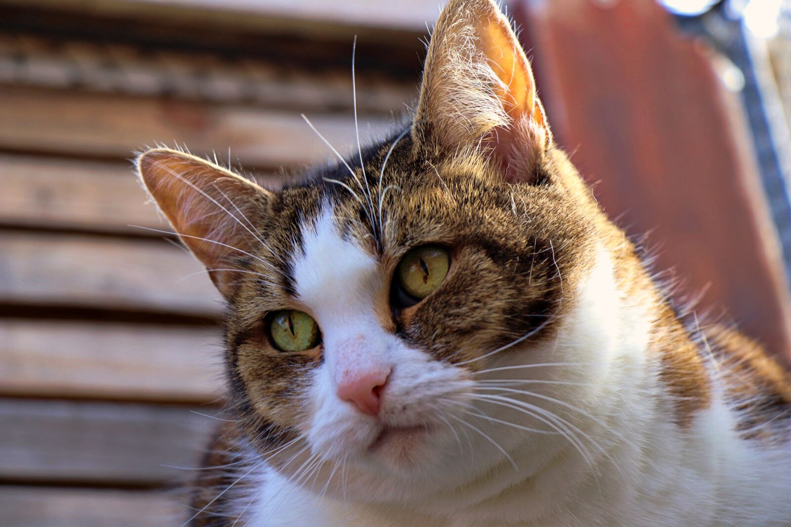 Canon EF-S 18-135mm F3.5-5.6 IS USM sample photo. Cat, feline, kitten photography