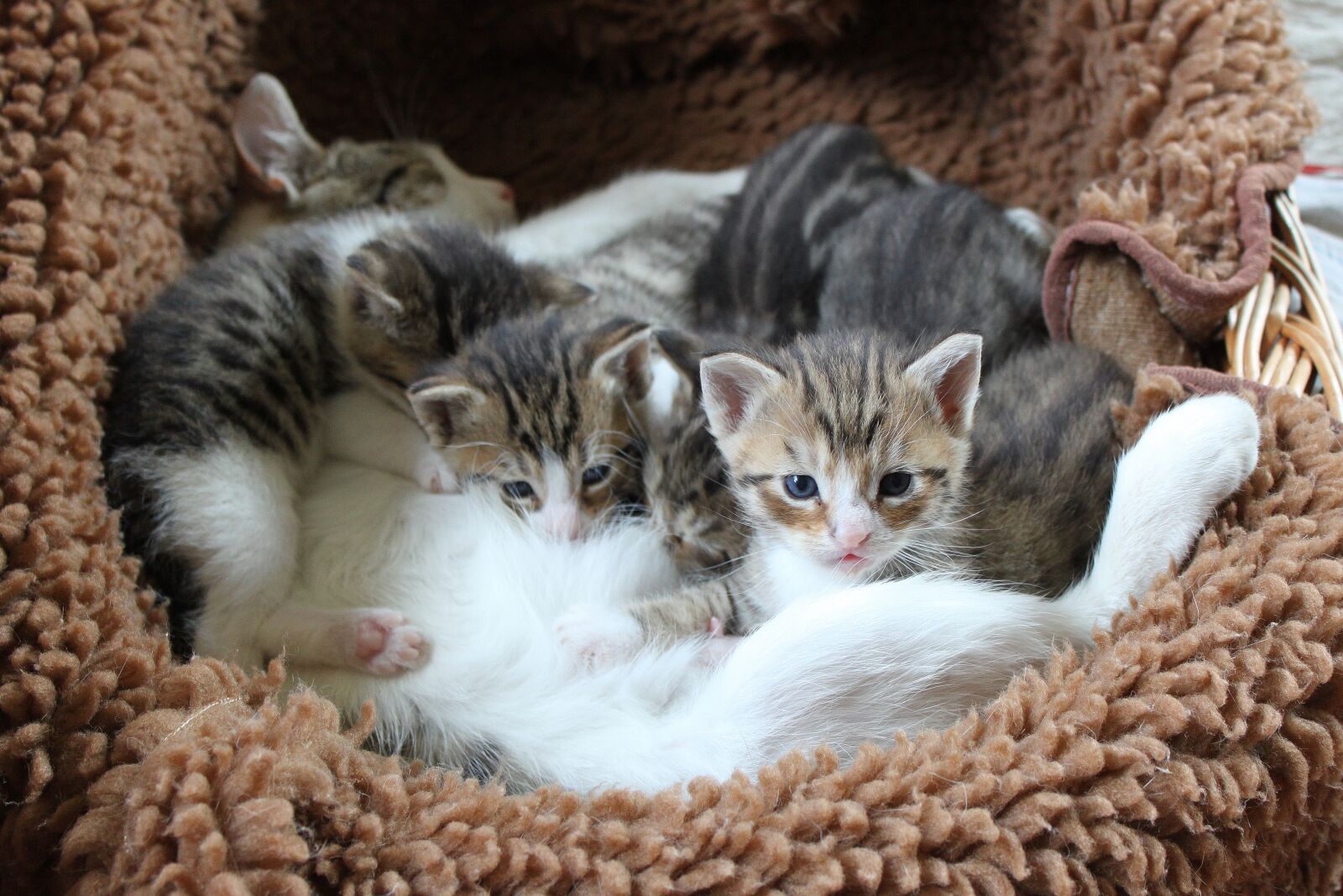 Canon EOS 500D (EOS Rebel T1i / EOS Kiss X3) sample photo. Kitten, kitty, pet photography