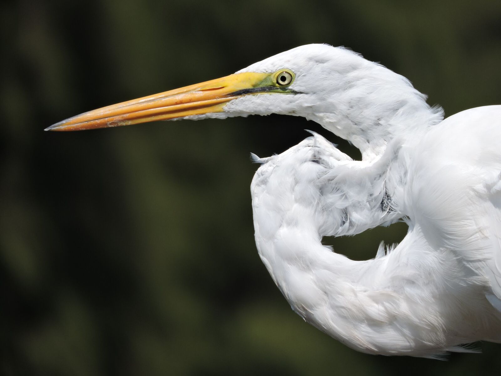 Nikon Coolpix P530 sample photo. Great white egret, heron photography