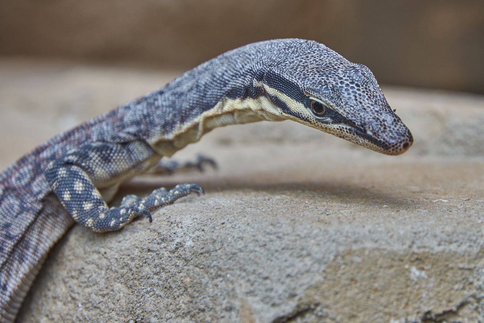 Nikon AF-S DX Nikkor 16-85mm F3.5-5.6G ED VR sample photo. Lizard, reptile, close up photography