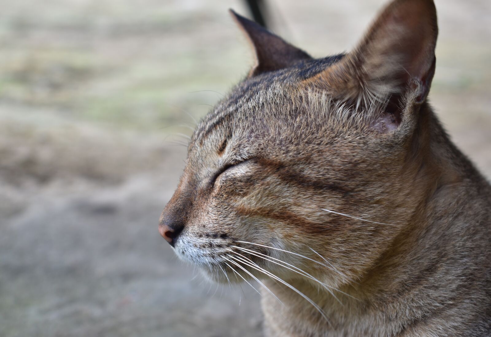 Nikon D3400 sample photo. Cat, adorable, animal photography