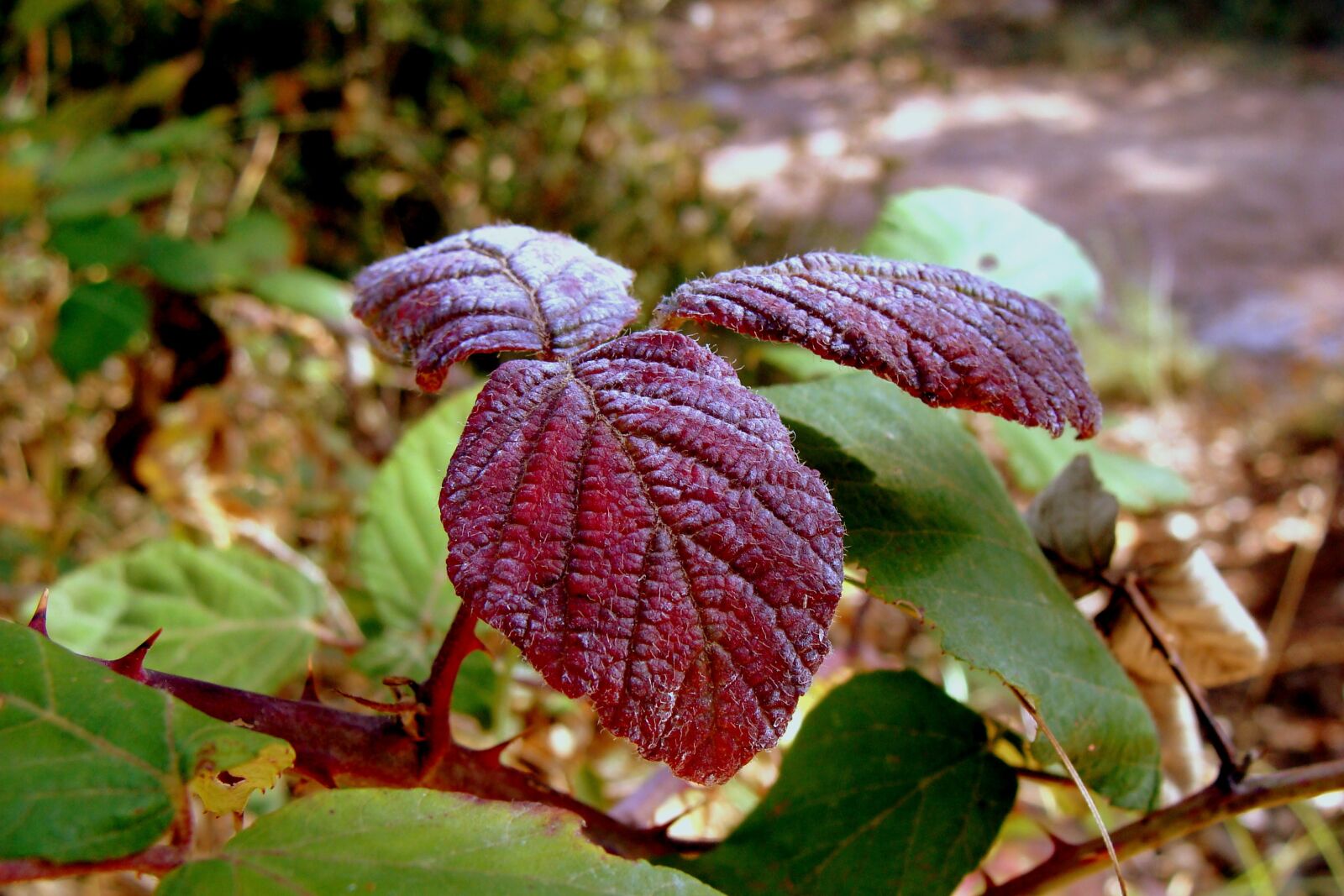 Sony DSC-H3 sample photo. Leaves, shrub, vegetation photography