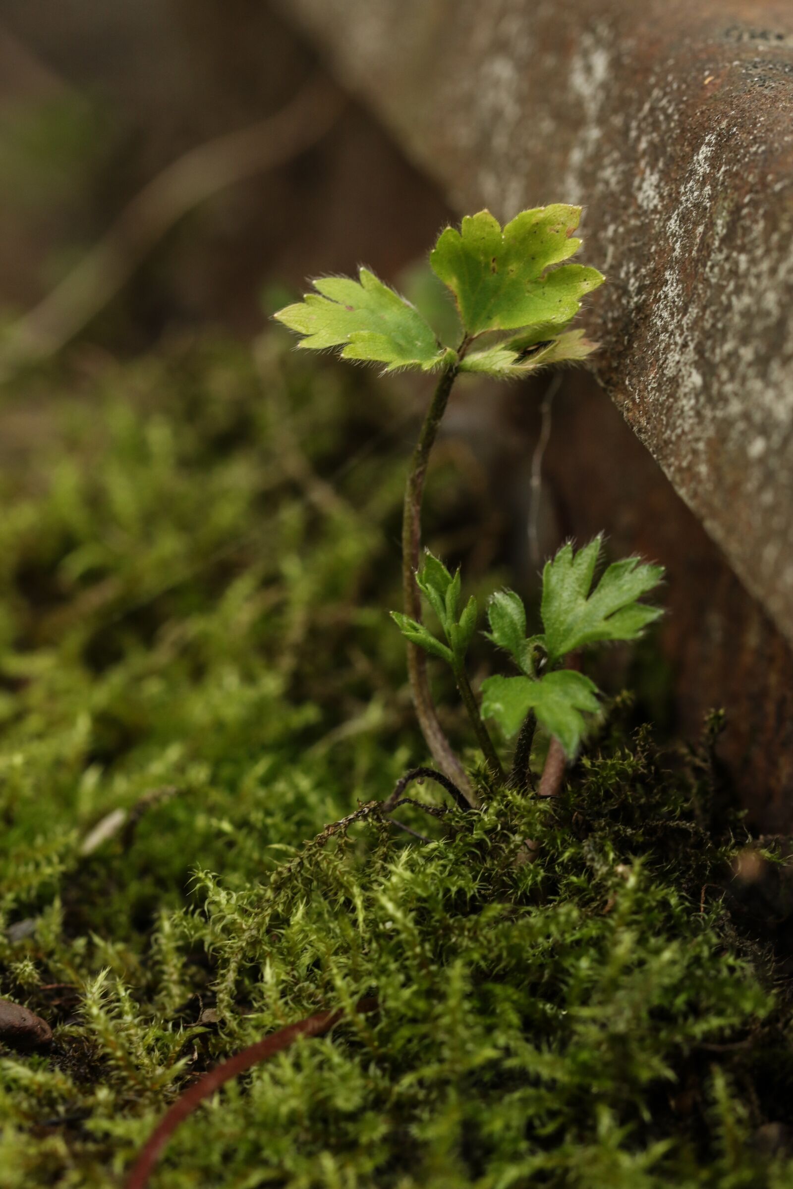 Canon EOS 7D Mark II sample photo. Growth, small, green photography