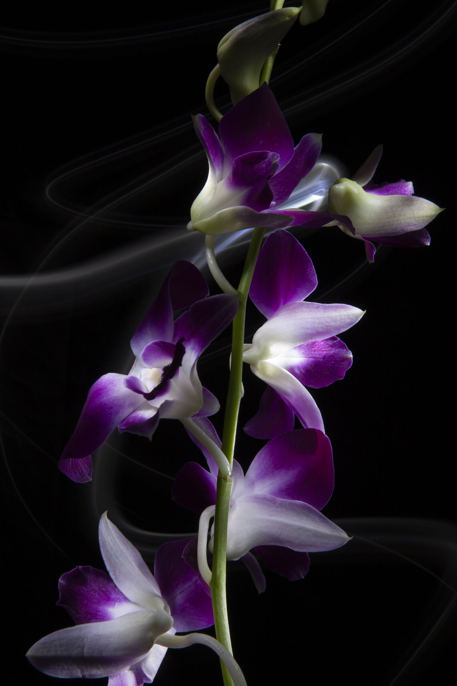 Canon EOS 5D sample photo. Flowers, purple, bloom photography