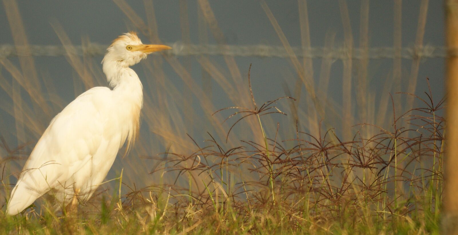 Sony Alpha DSLR-A390 sample photo. Nature, the, field photography