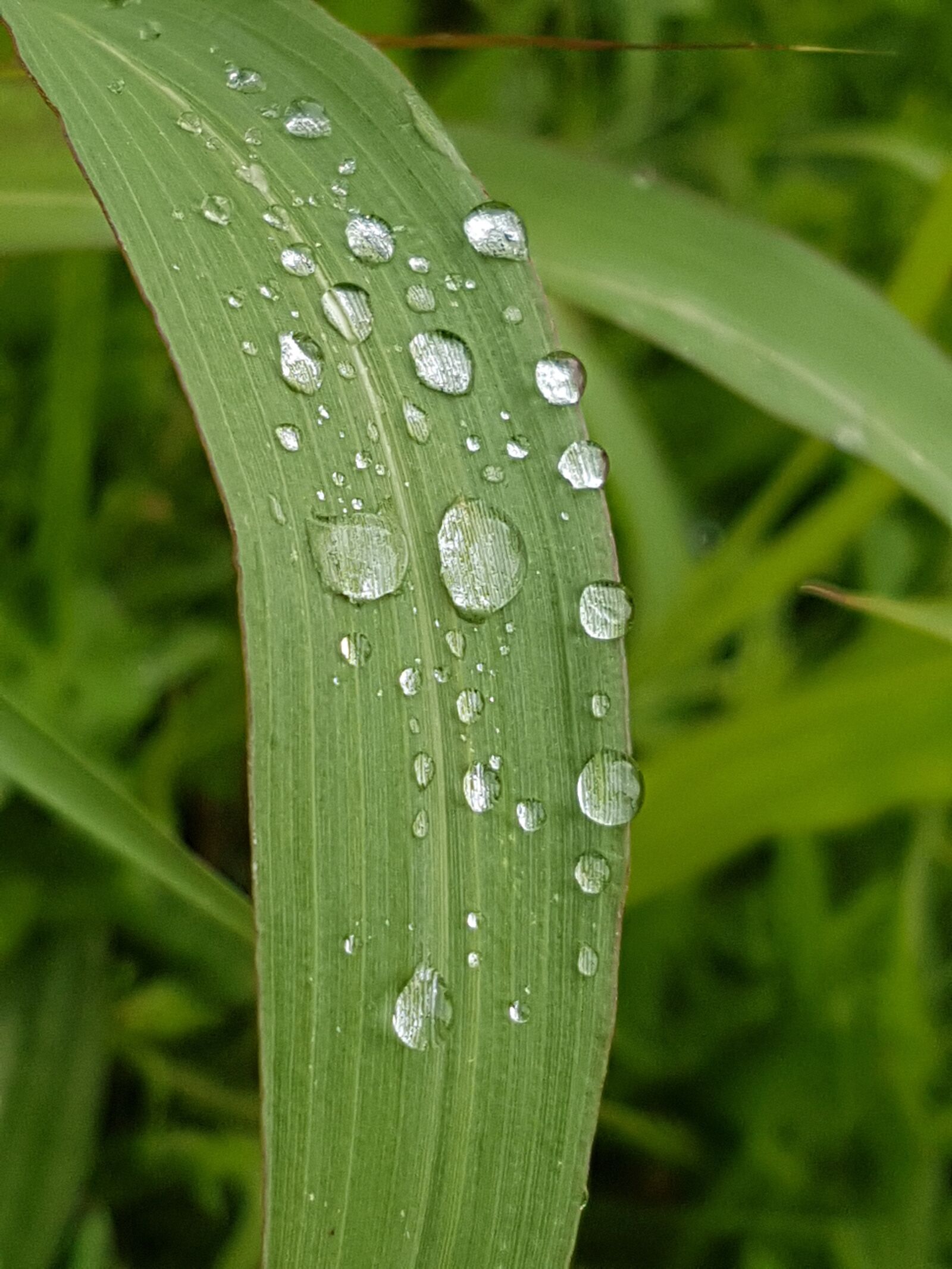 Samsung Galaxy S7 sample photo. Nature, rain, drop photography