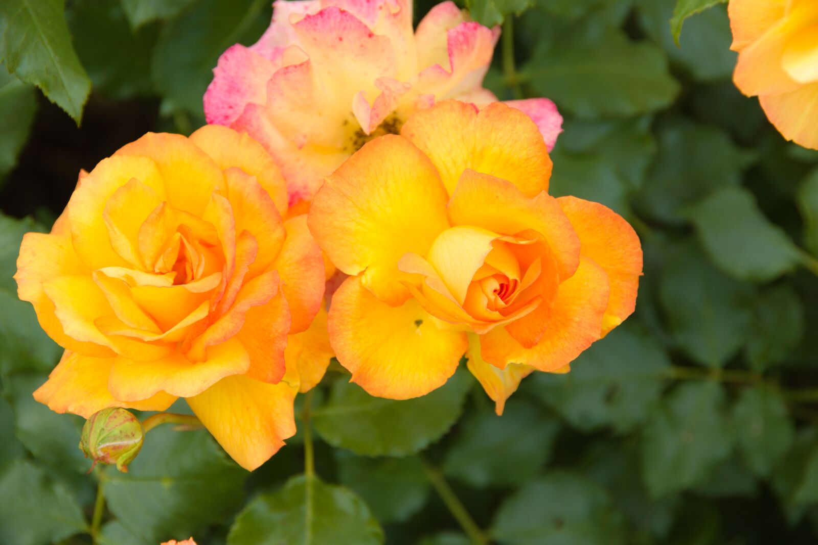 Pentax K-70 sample photo. Rose, blume, rot photography