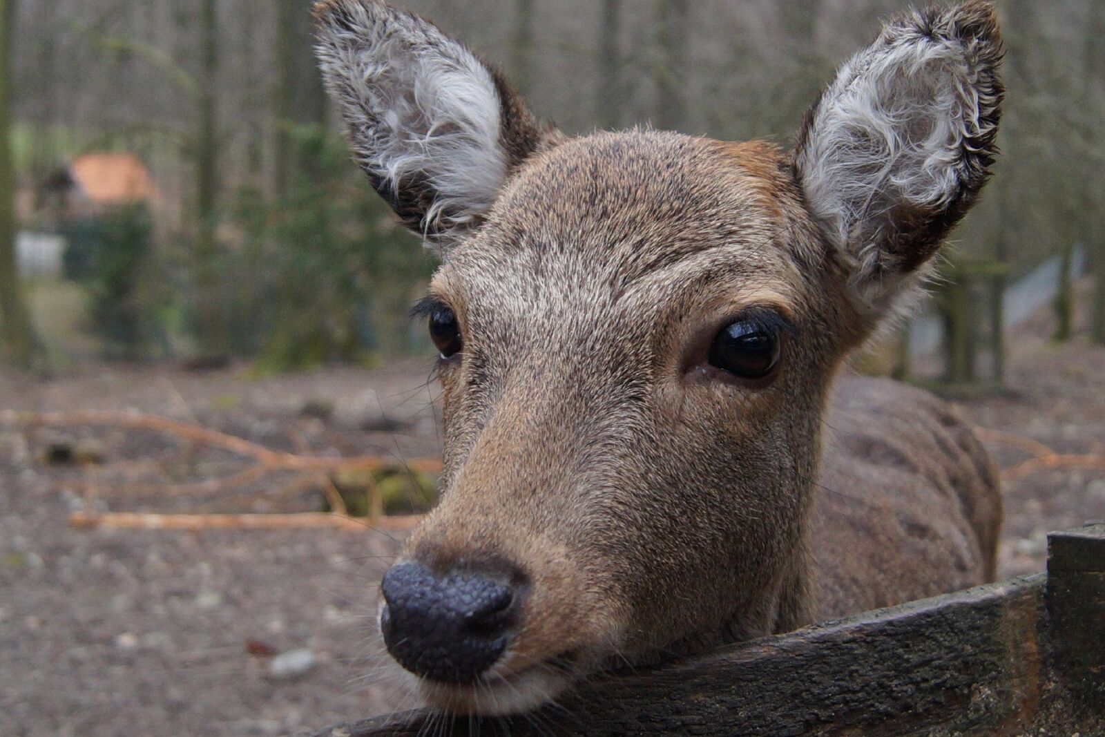 Sony DT 18-55mm F3.5-5.6 SAM II sample photo. Roe deer, animal, mammal photography