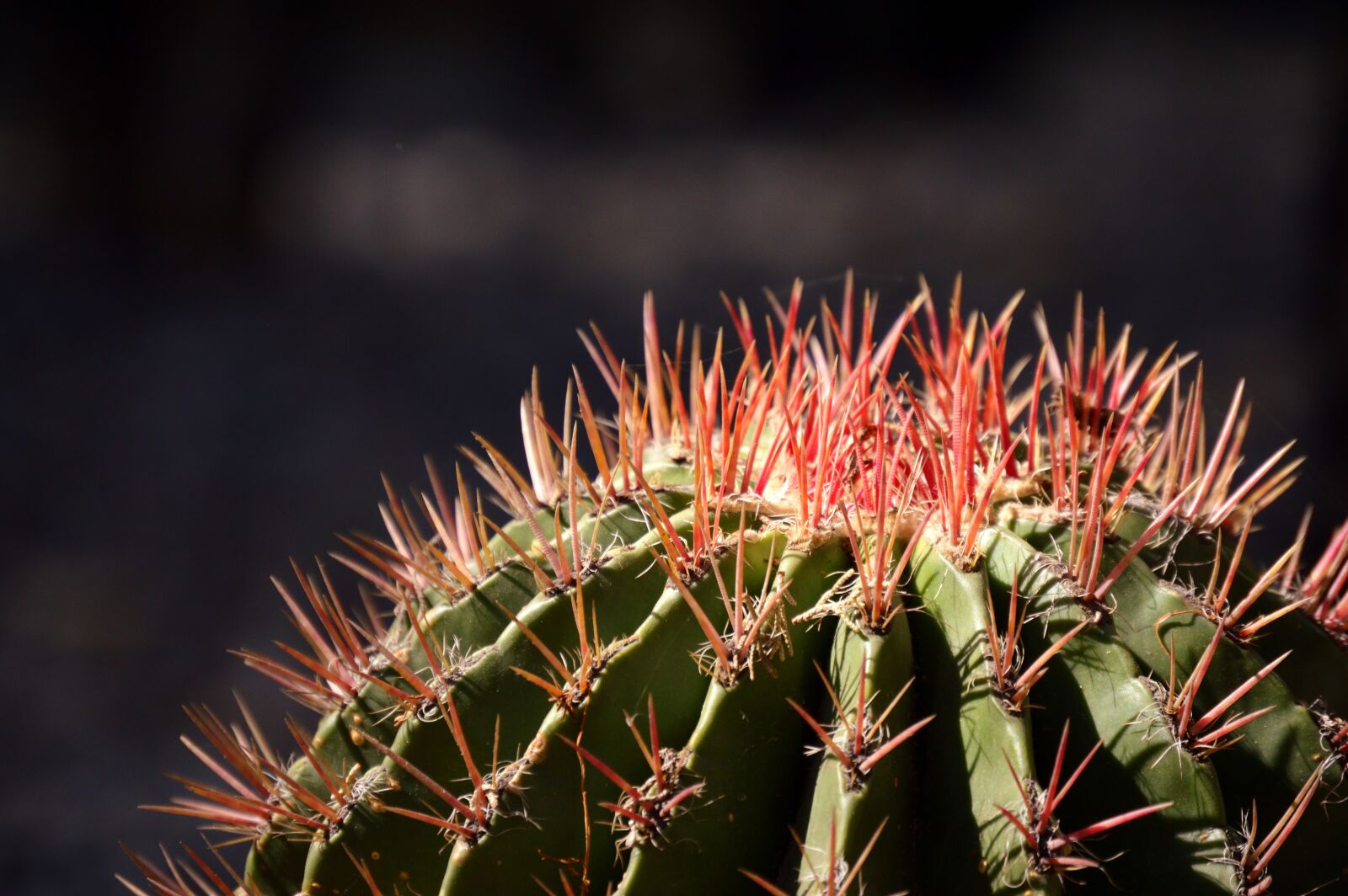 Nikon D3200 sample photo. Park, plant, green photography