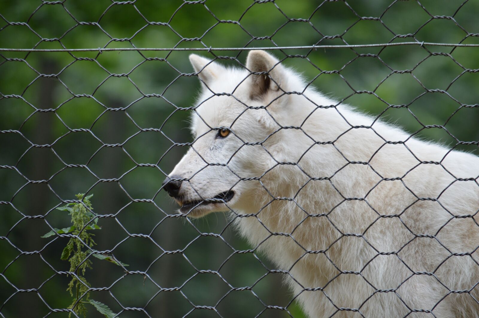 Nikon D3200 sample photo. Polar wolf, wolf, polar photography