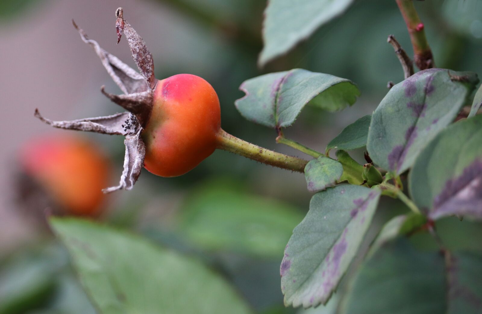 Canon EF-S 55-250mm F4-5.6 IS STM sample photo. Rose hip, seed, plant photography
