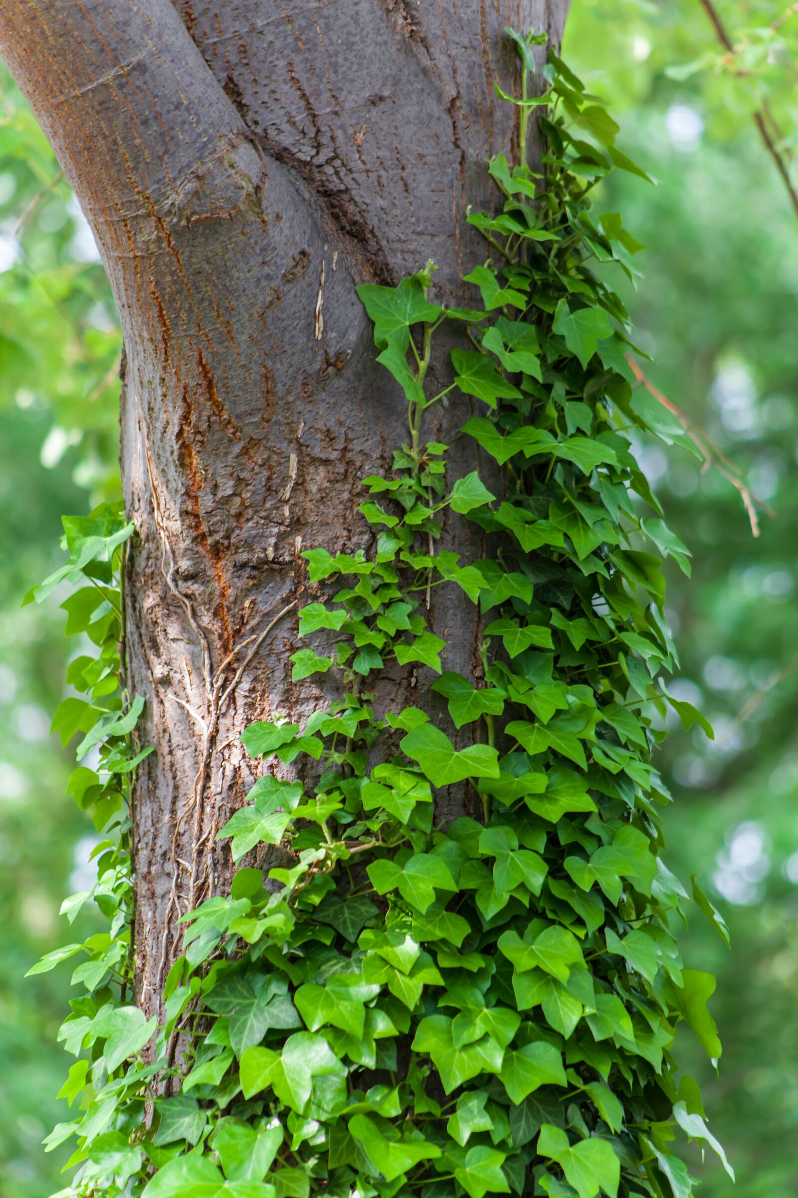 Canon EF75-300mm f/4-5.6 sample photo. Ivy growing on tree photography