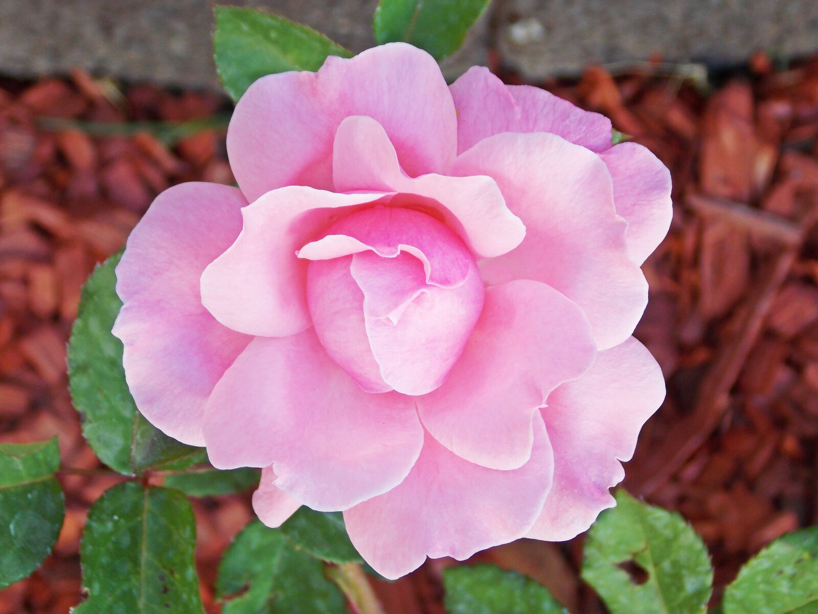 Nikon Coolpix L810 sample photo. Flower, garden photography