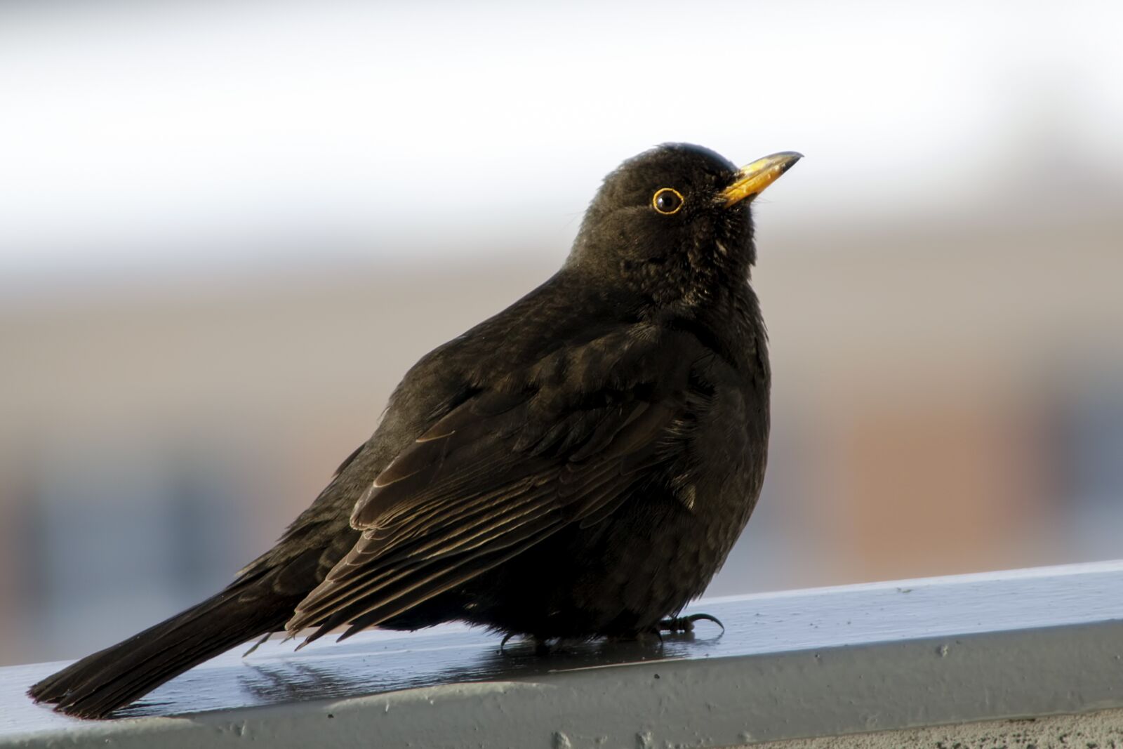 Canon EOS 500D (EOS Rebel T1i / EOS Kiss X3) sample photo. Birds, thrush, nature photography