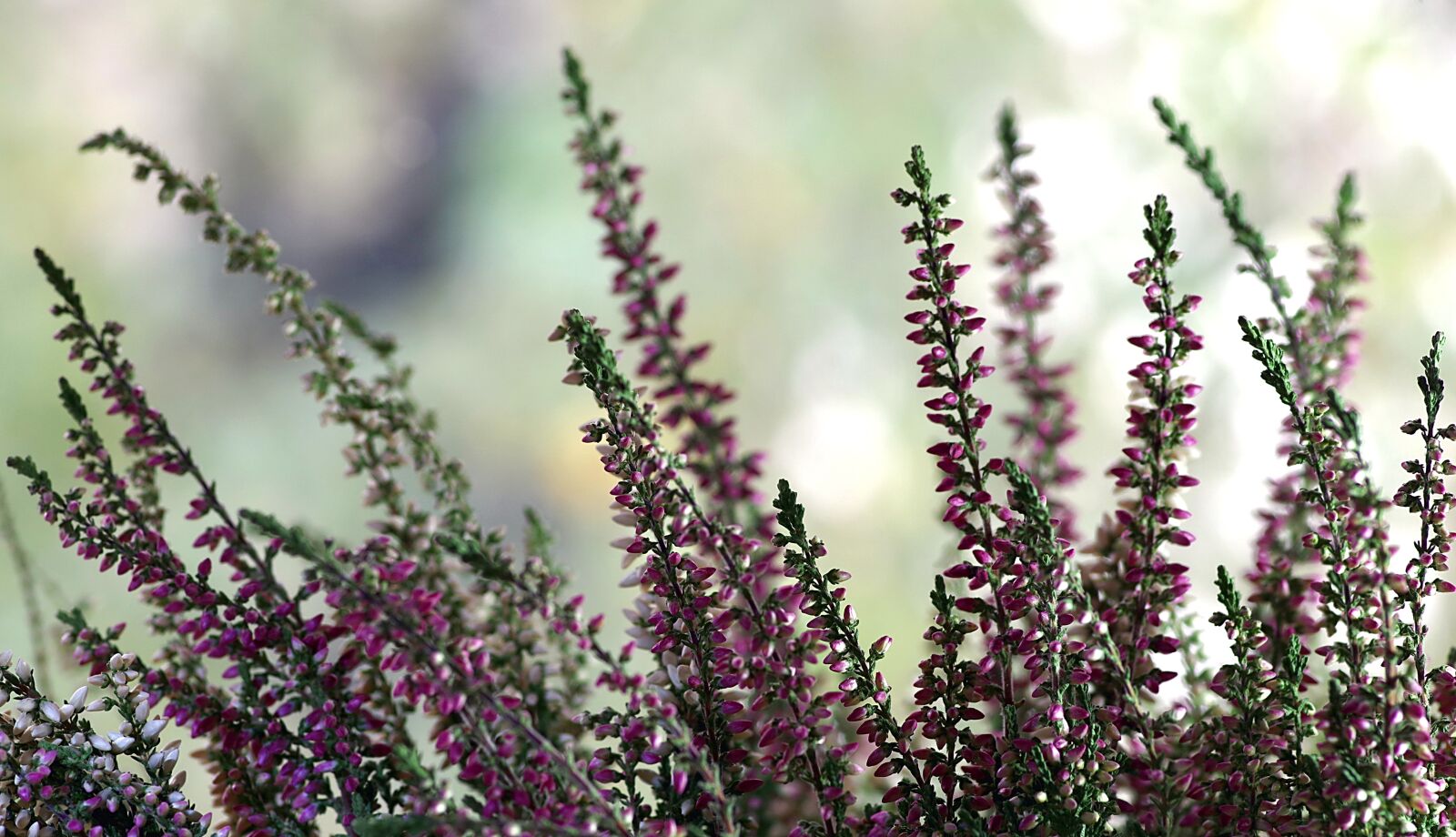 Pentax K-S2 sample photo. Heather, flower, ornament photography