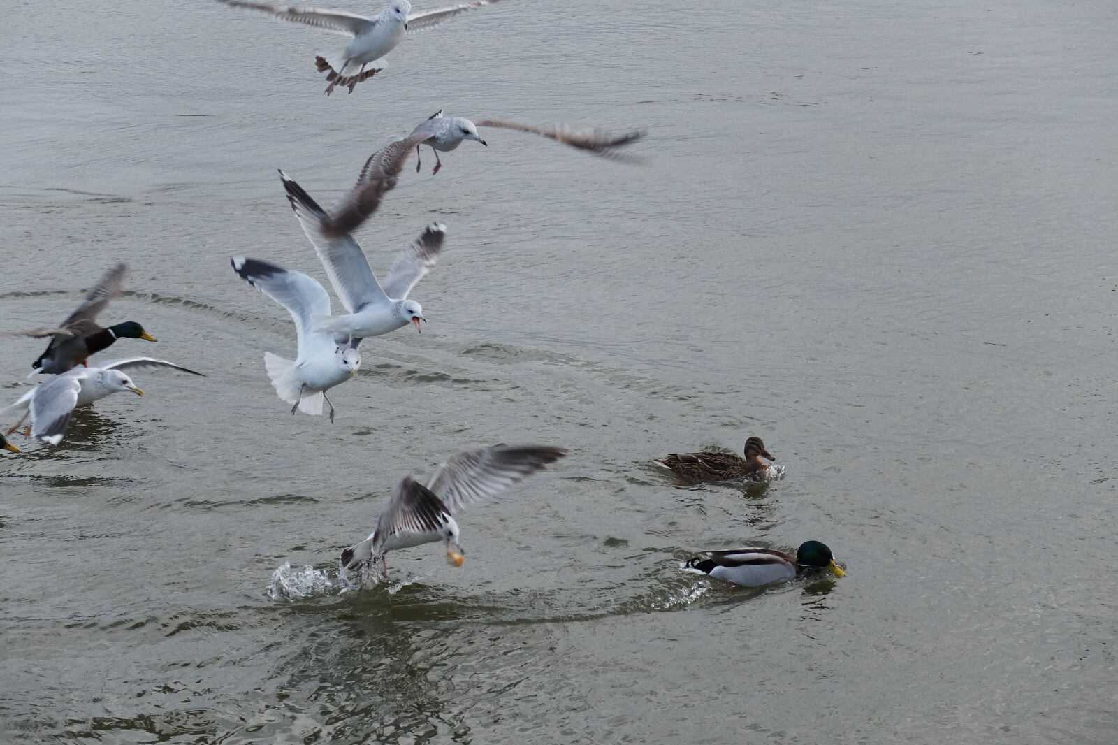 Fujifilm X30 sample photo. Action, animal, animals, bird photography