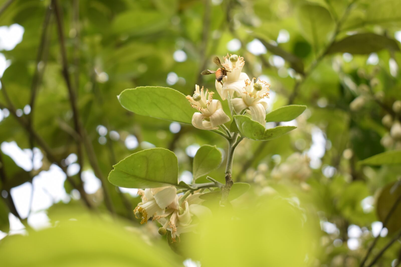 Nikon D5300 sample photo. Flower, girly, green photography