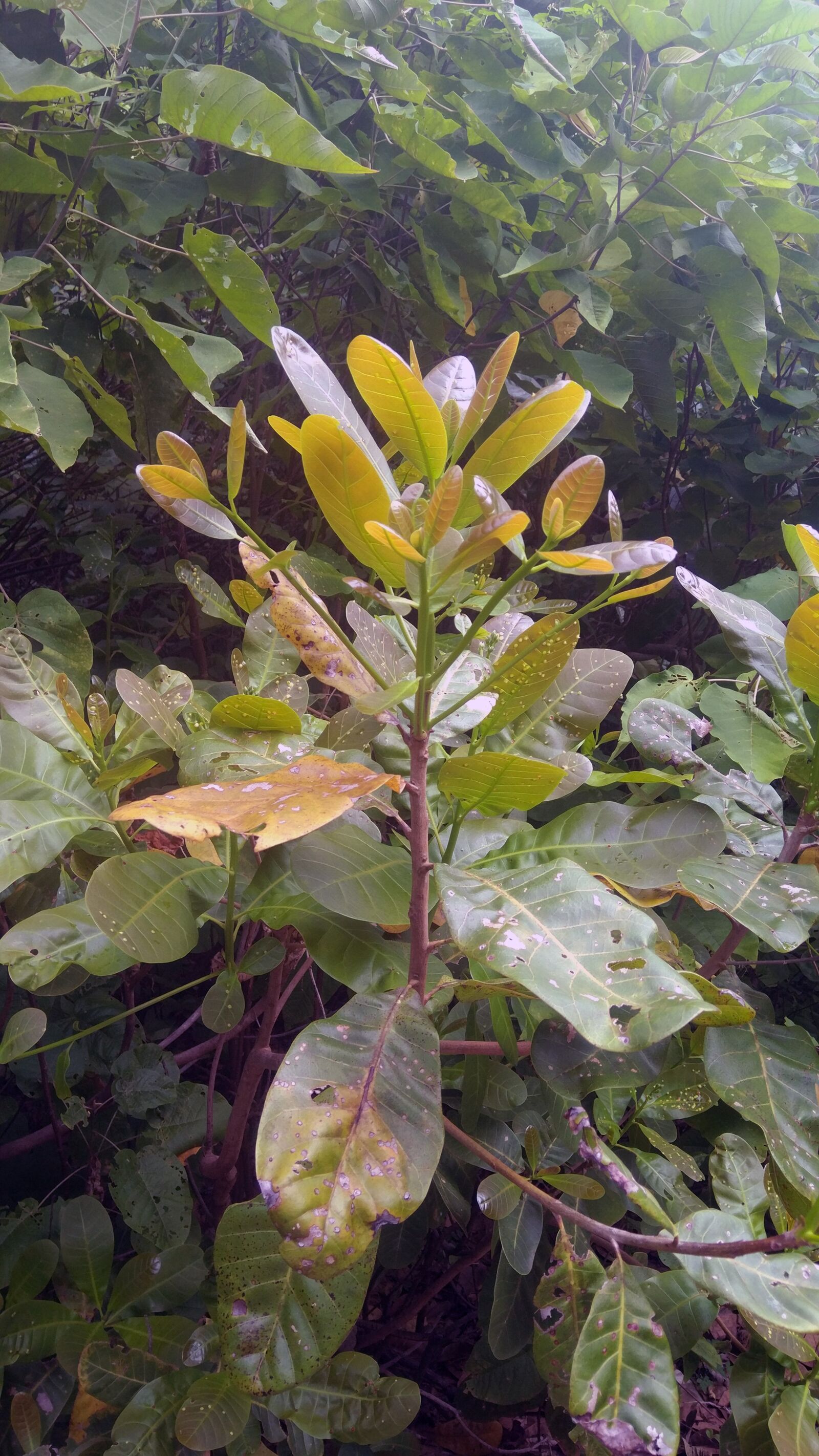 Xiaomi MIX sample photo. Plant, green, nature photography