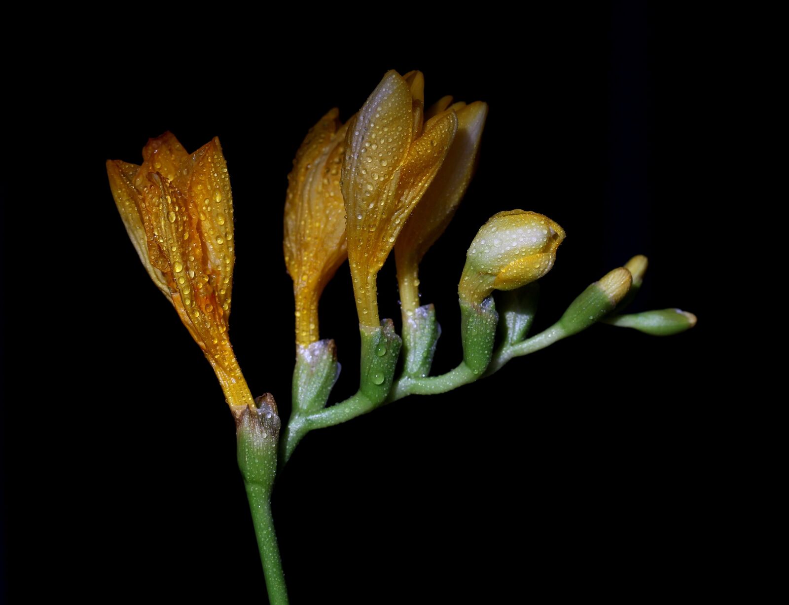 Canon EOS 700D (EOS Rebel T5i / EOS Kiss X7i) sample photo. Freesia, yellow, flower photography