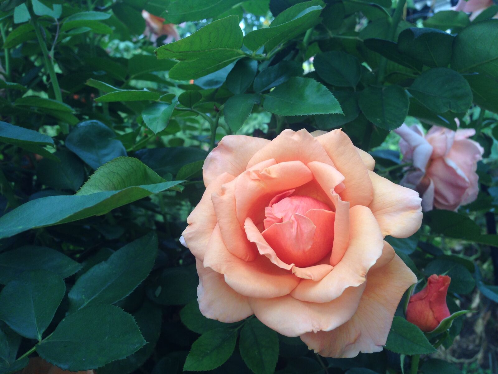 iPhone 5 back camera 4.12mm f/2.4 sample photo. Rose, flower, nature photography