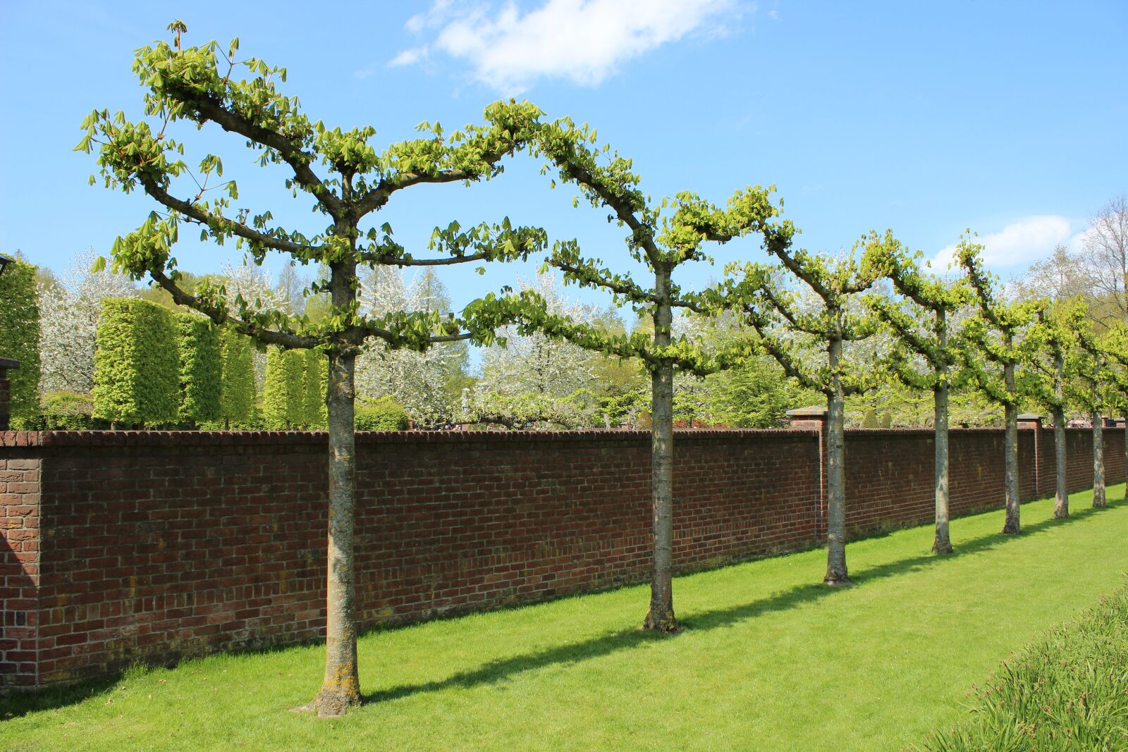 Canon EOS 600D (Rebel EOS T3i / EOS Kiss X5) sample photo. Trees, nature, garden photography