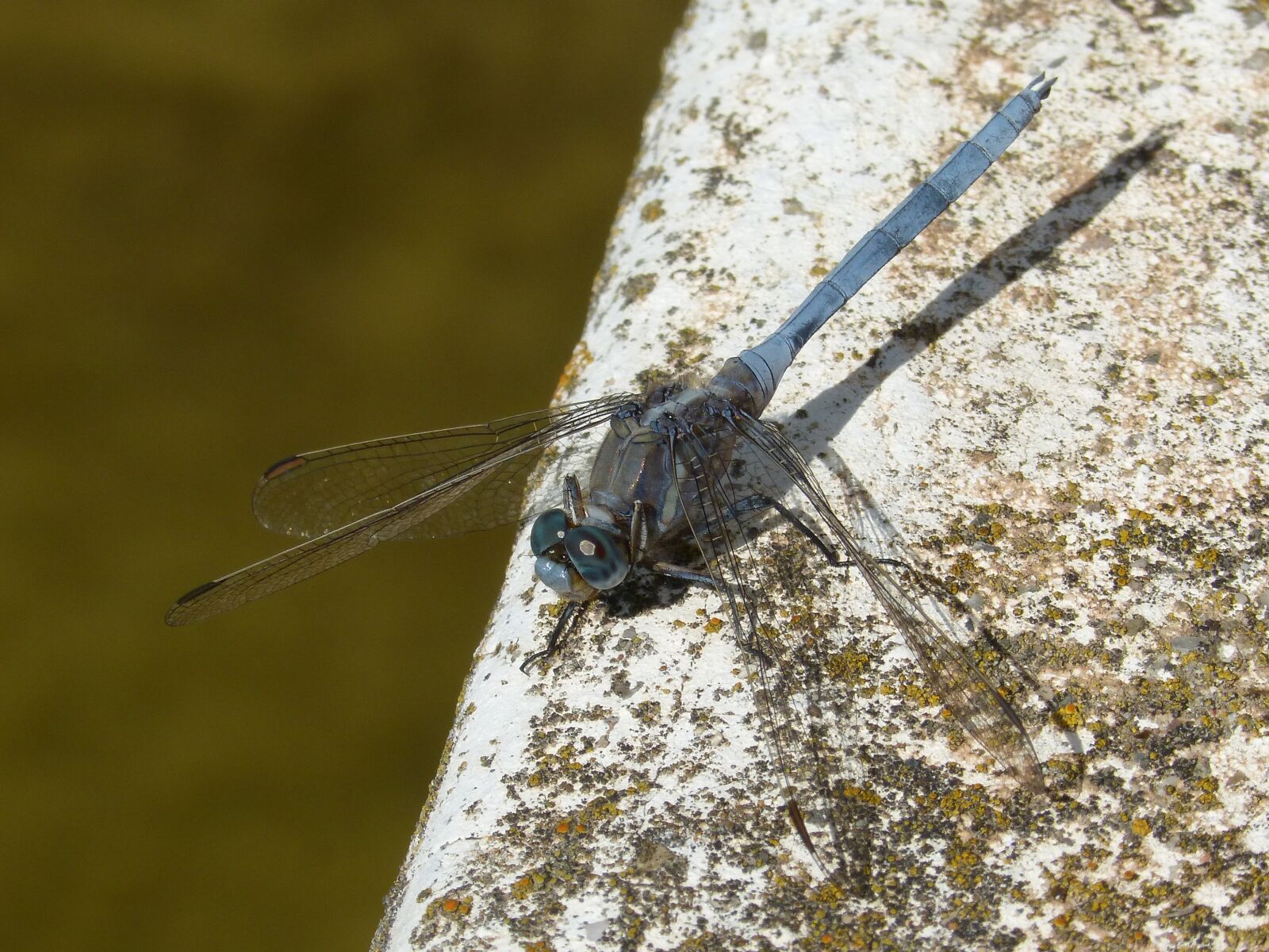 Panasonic DMC-FZ62 sample photo. Dragonfly, blue dragonfly, orthetrum photography
