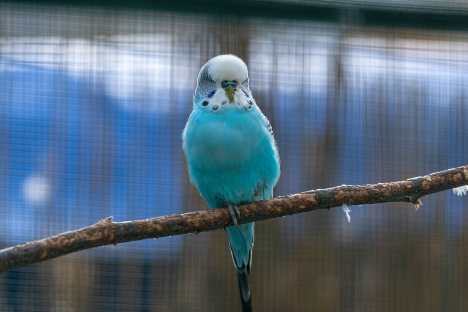 Canon EOS 6D Mark II sample photo. Budgie, parakeet, bird photography
