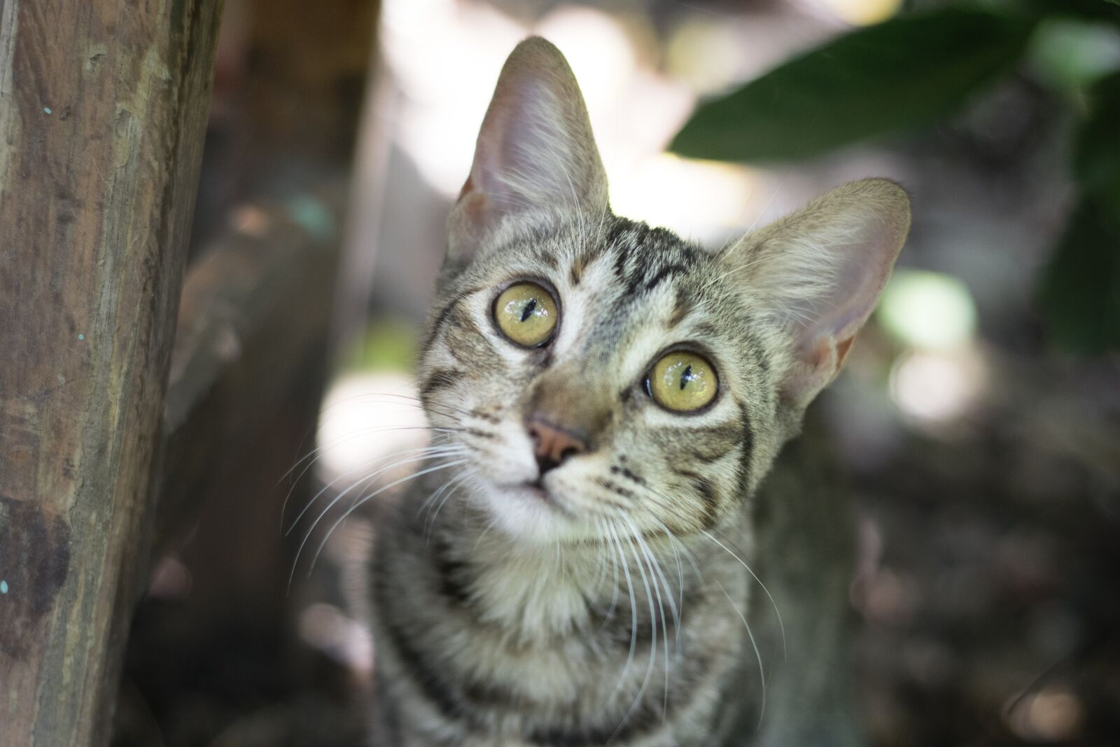 Nikon D3300 sample photo. Cat, feline, pet photography