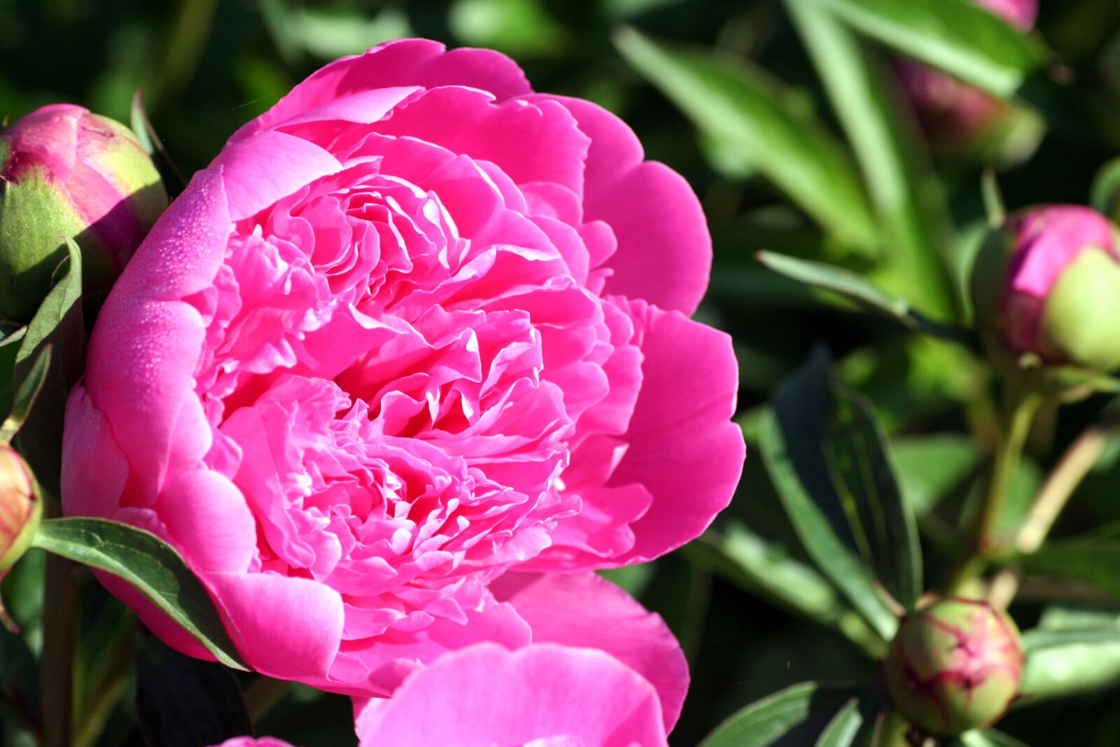 Canon EOS 350D (EOS Digital Rebel XT / EOS Kiss Digital N) sample photo. Flower, peony, pink photography