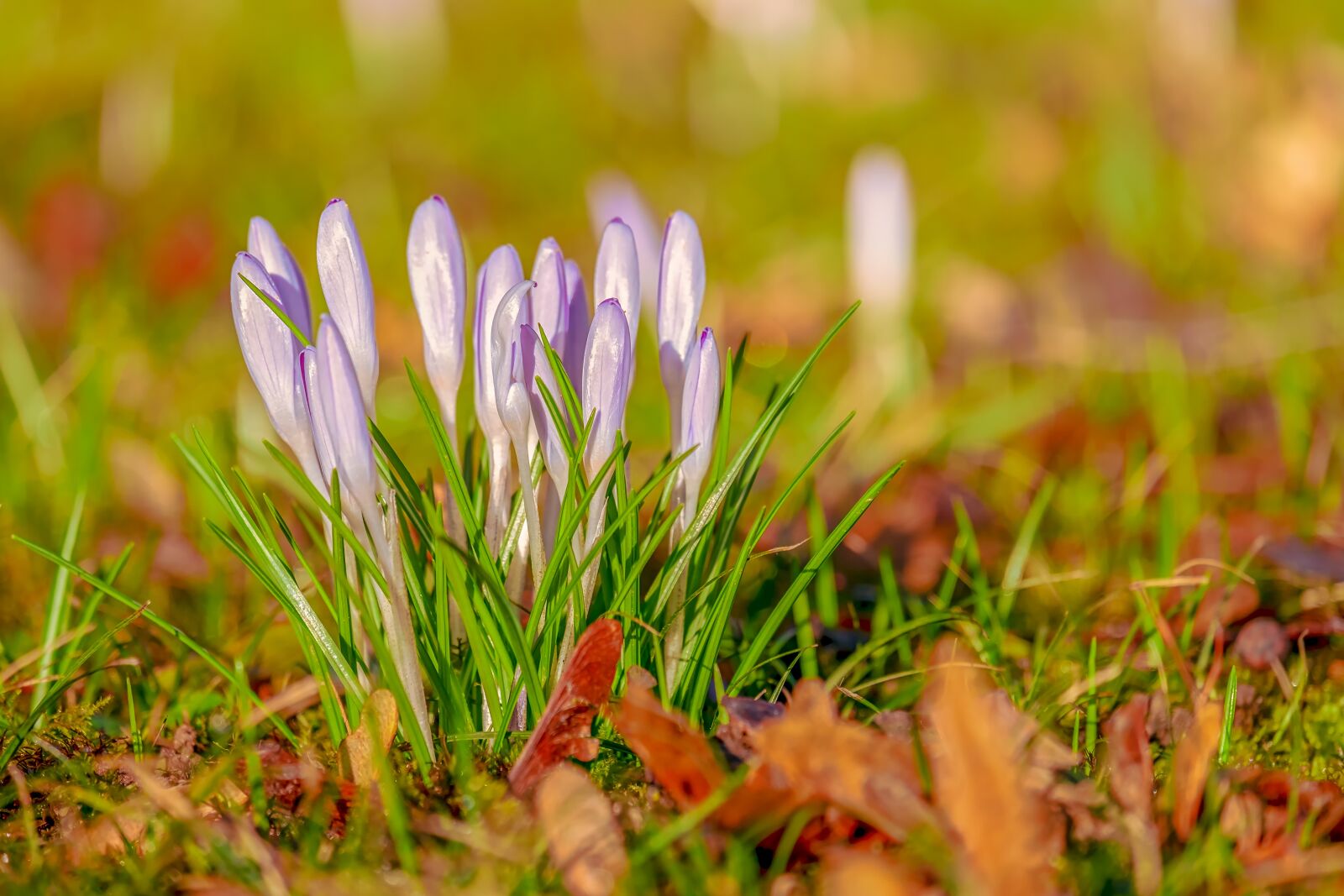 Fujifilm XF 55-200mm F3.5-4.8 R LM OIS sample photo. Flower, nature, petal photography