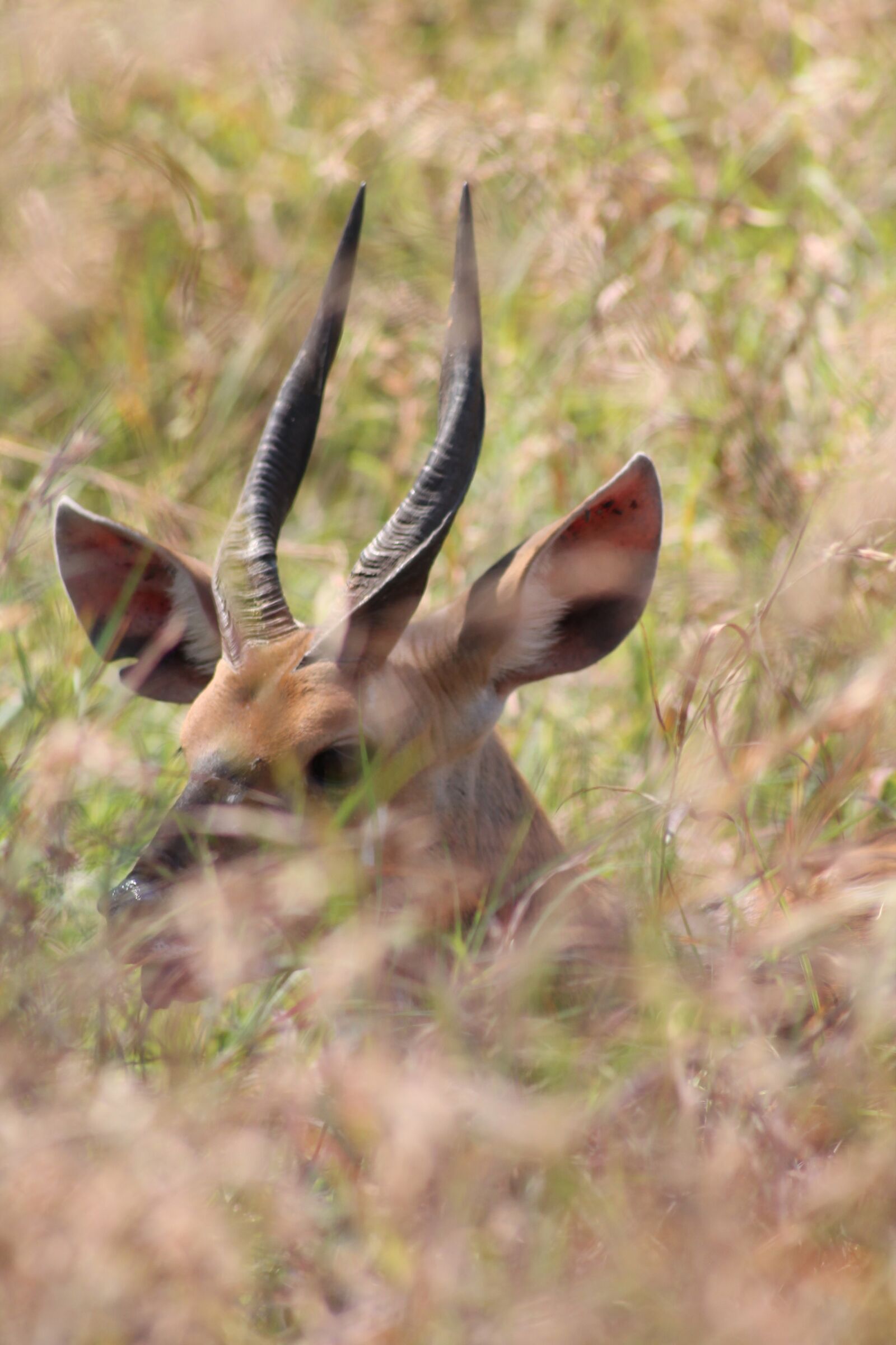 Canon EOS 1100D (EOS Rebel T3 / EOS Kiss X50) sample photo. Antelope, duiker, africa photography